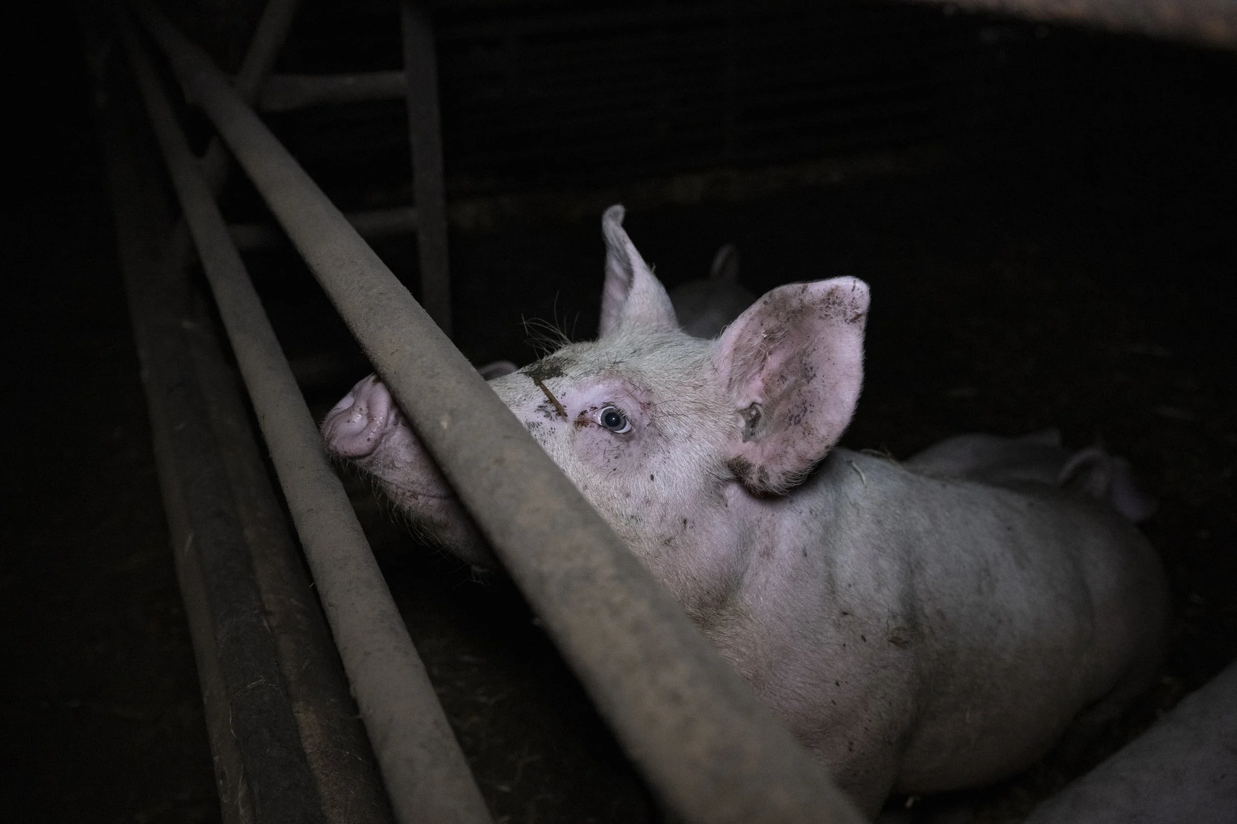 Donate | Support Real Change — Lawyers for Animals