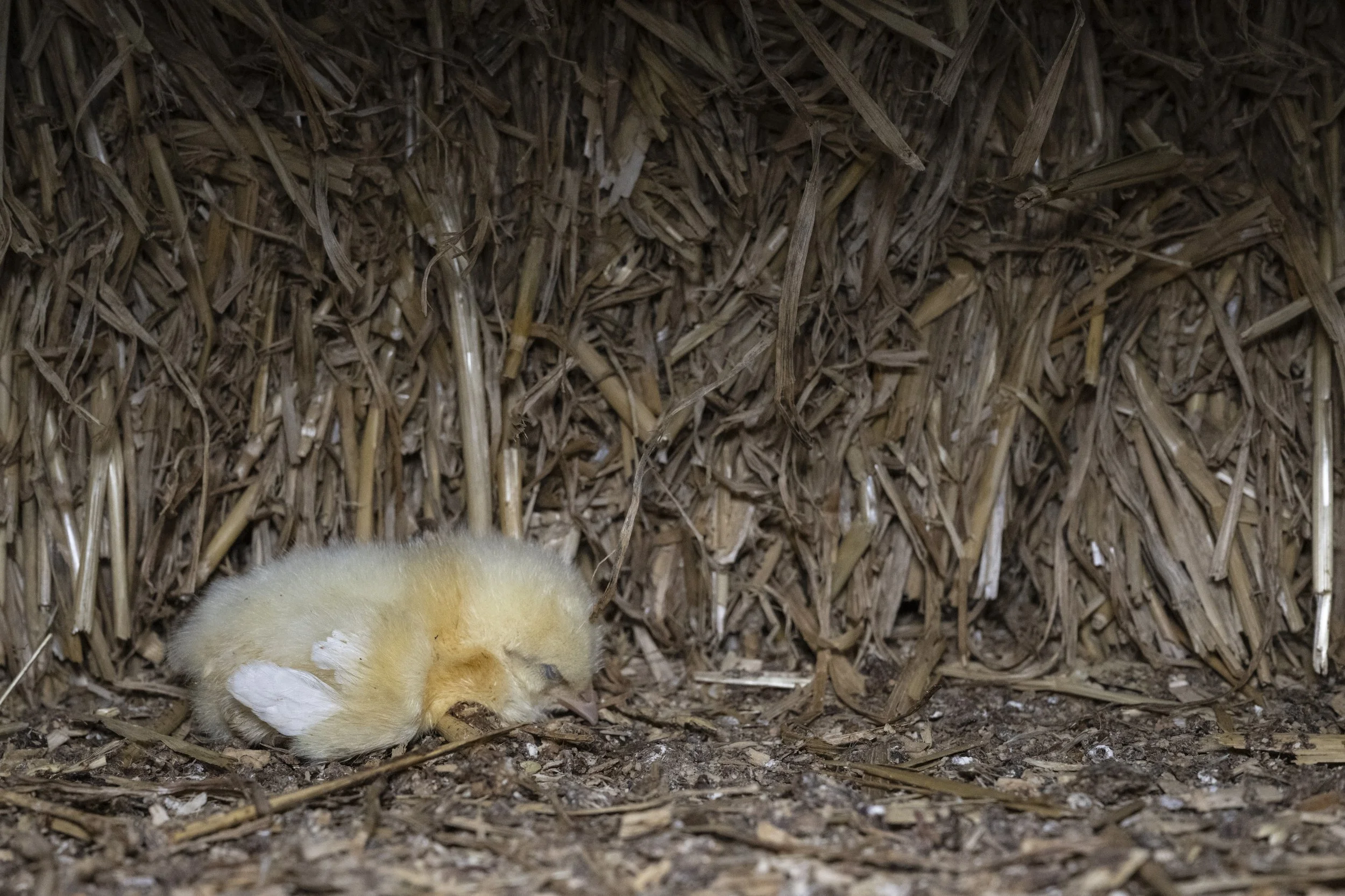 A small, fluffy yellow chick apparently dead on a bed of straw and dirt inside a nesting box.