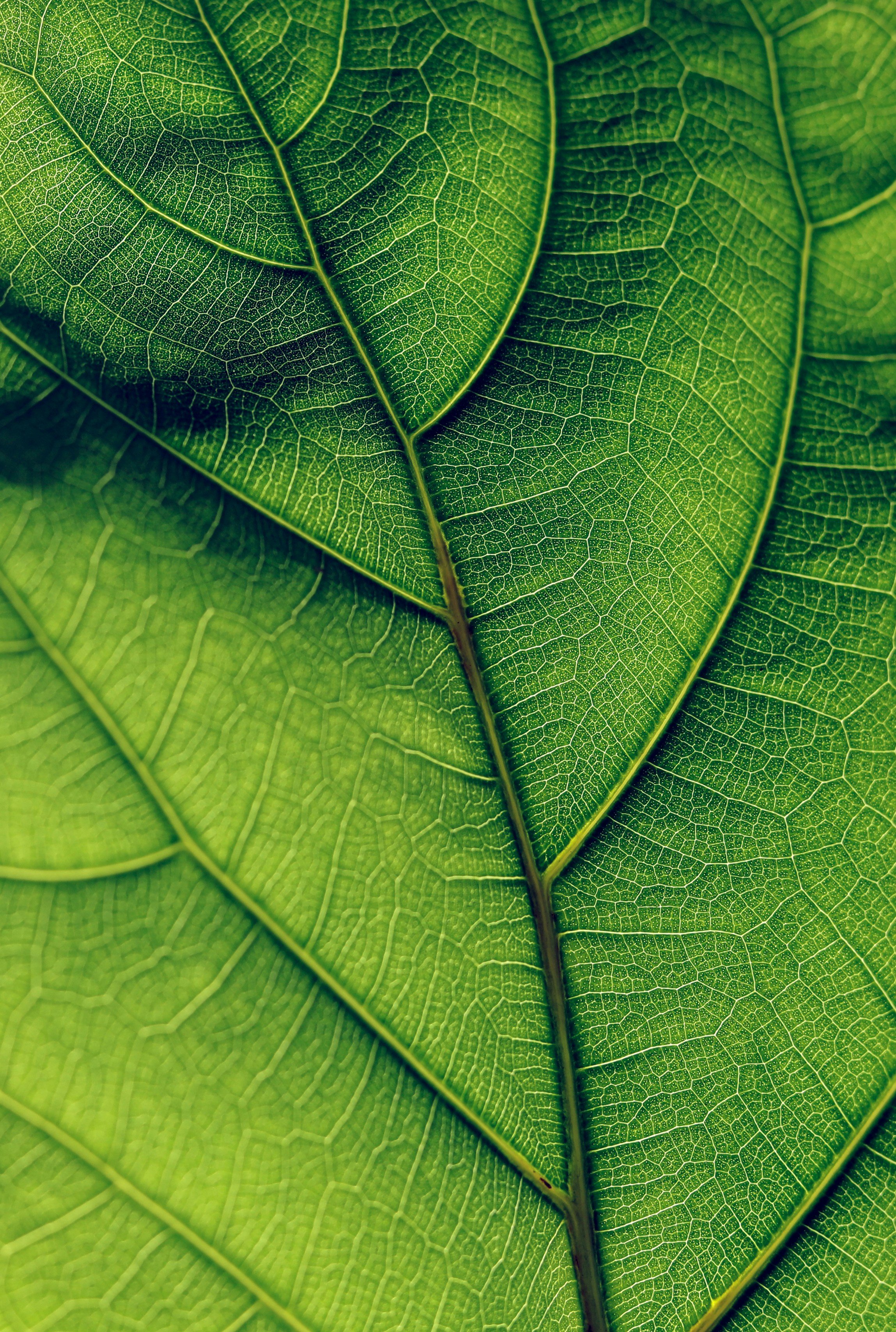 Close-up of a green leaf showing detailed vein structure.