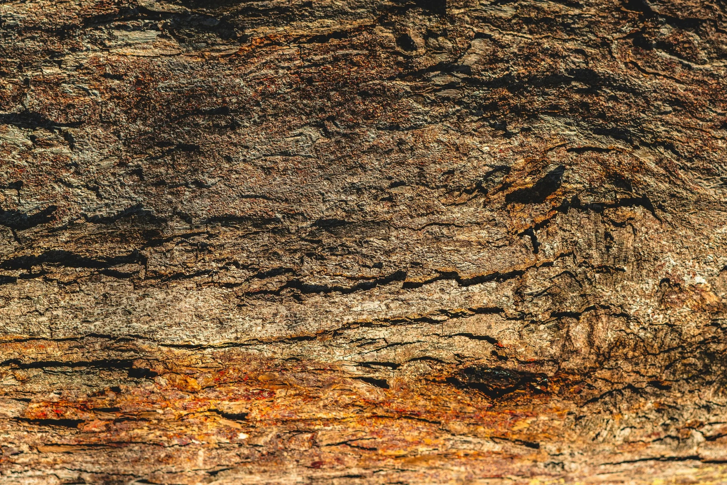 Close-up wood grain texture with flowing, non-uniform lines, representing a gentle, curiosity-based approach to nervous system engagement in therapy