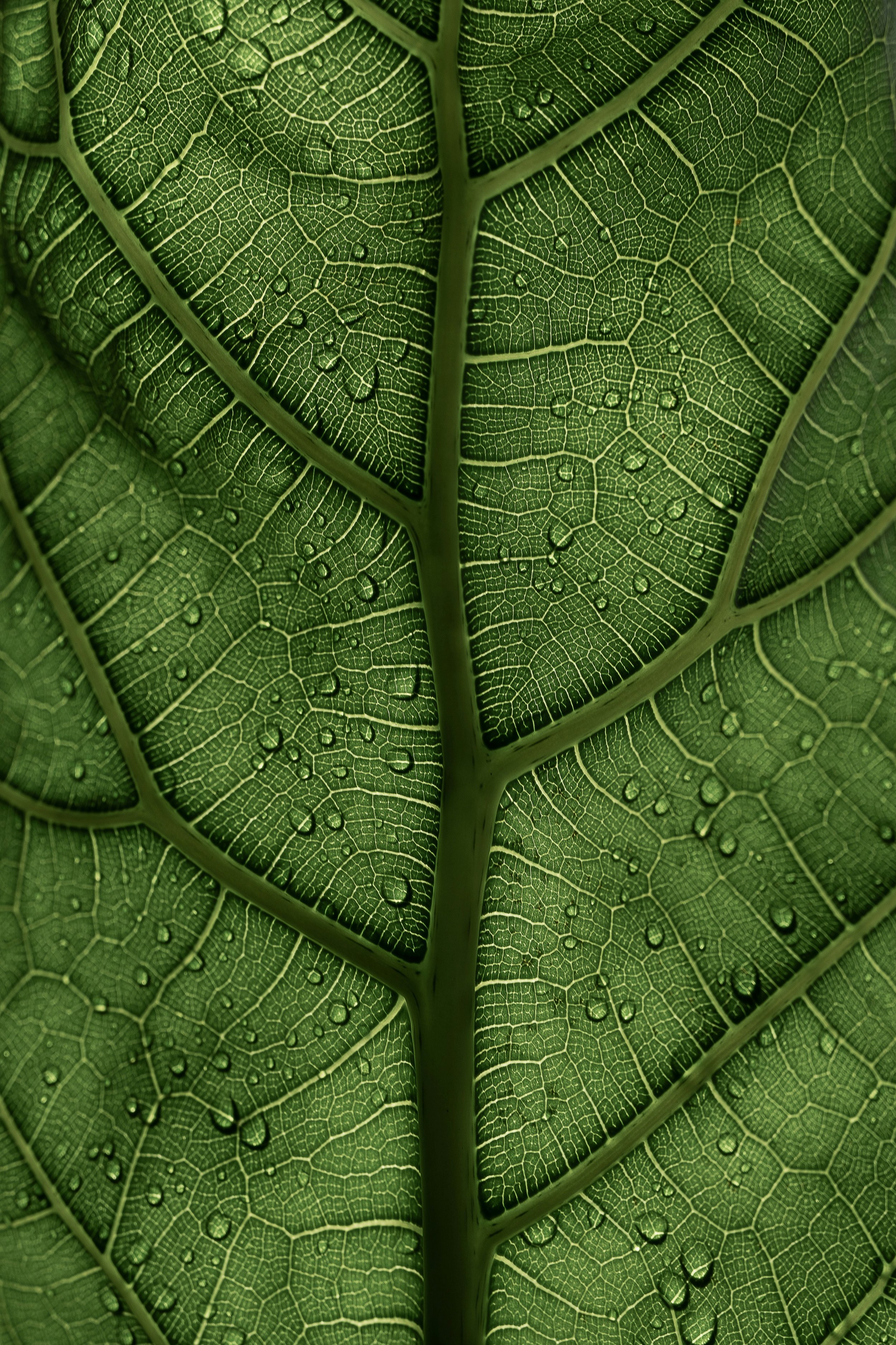 Close-up photo of leaf texture representing Step 1 in nervous system-informed therapy methodology for trauma, anxiety, and burnout