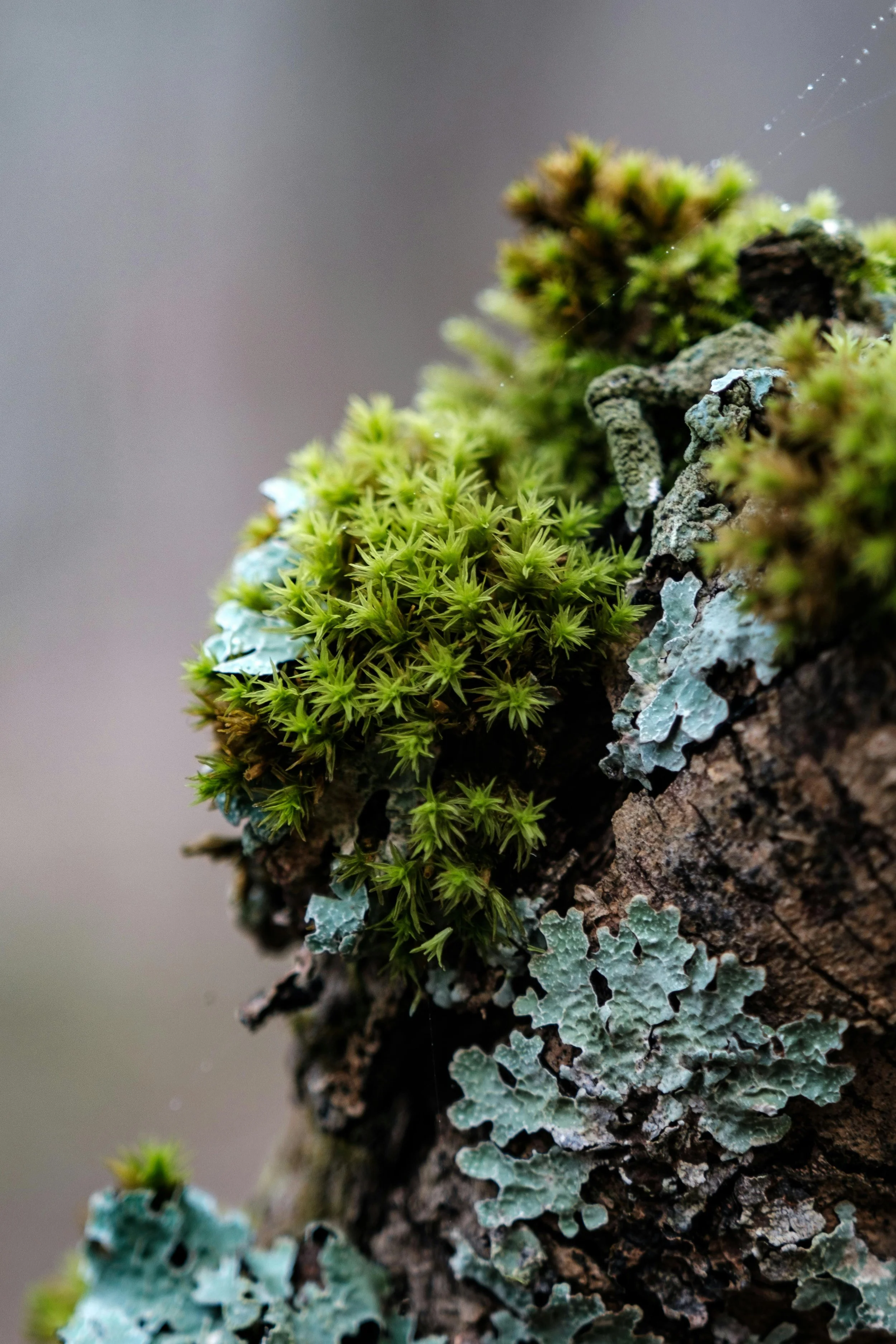 Somatic Healing in Uncertain Times: Thawing Season — Nervous System Practices for Collective Trauma