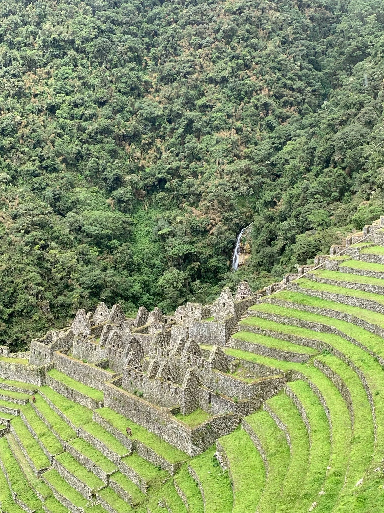 Ancient stone ruins with stairs on a steep hillside surrounded by lush green rainforest and a small waterfall in the distance.