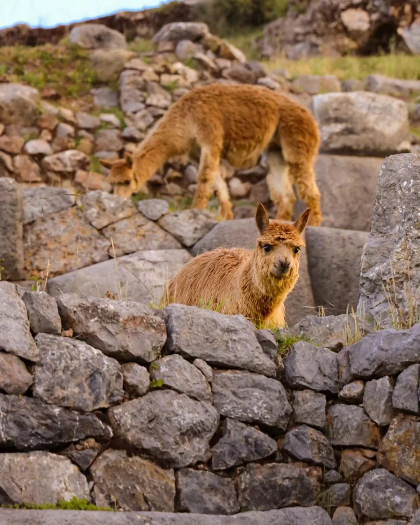 A brown alpaca sitting among rocks, with a llama grazing in the background.
