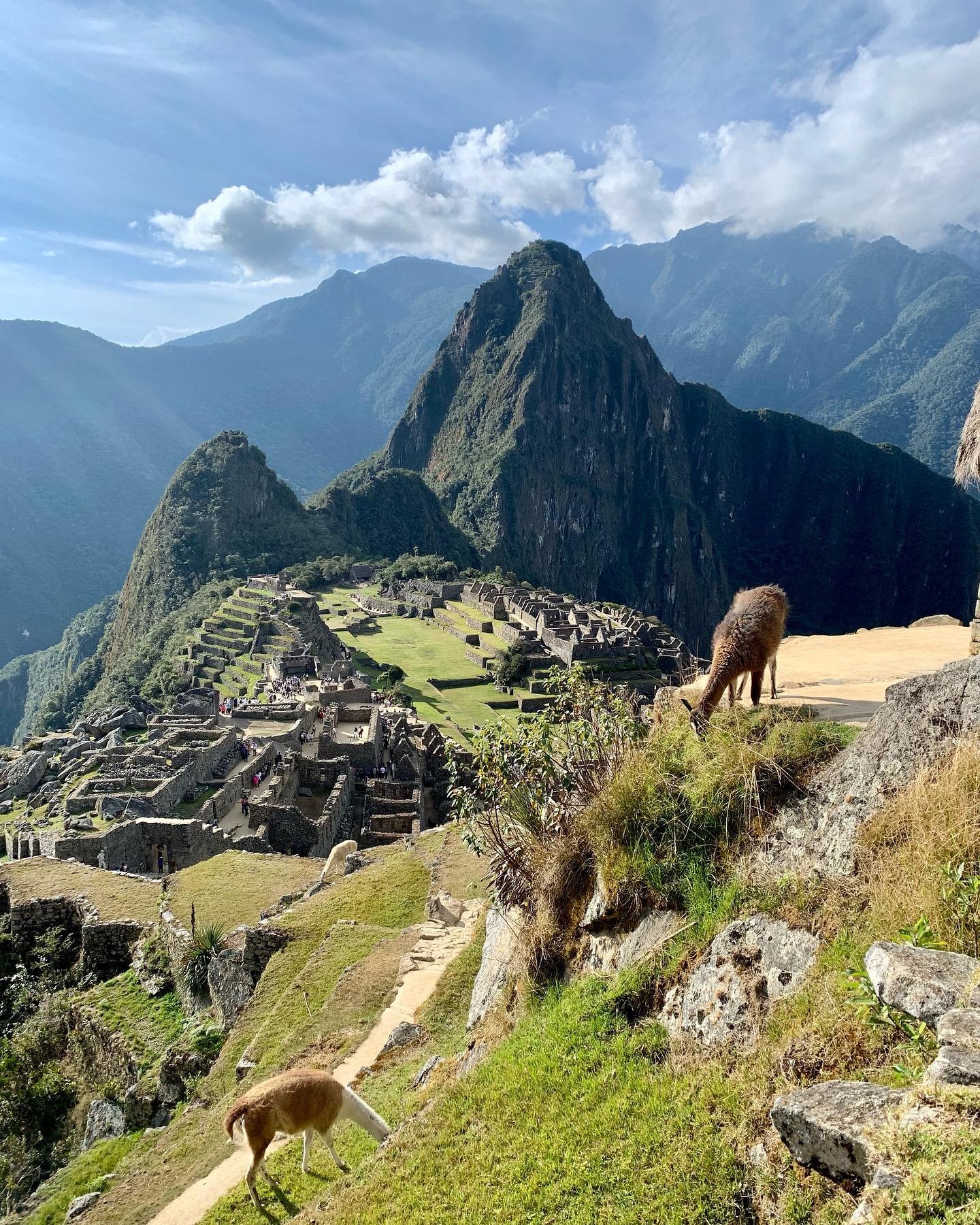View of Machu Picchu in Peru with llamas grazing on the hillside, surrounded by lush green mountains and partly cloudy sky.