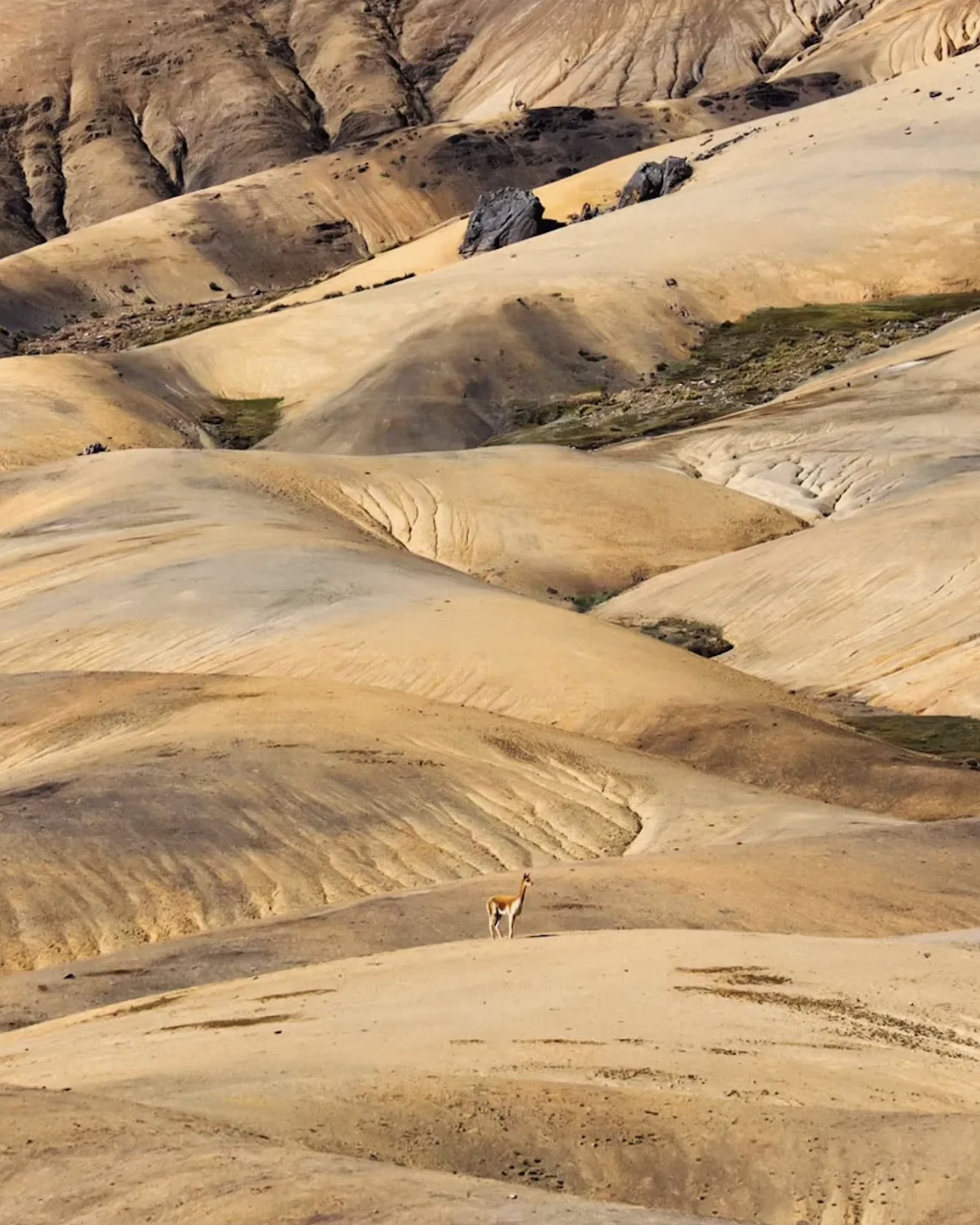 A single llama stands on a rugged, hilly landscape with rolling yellowish sand-colored hills and sparse vegetation in the background.