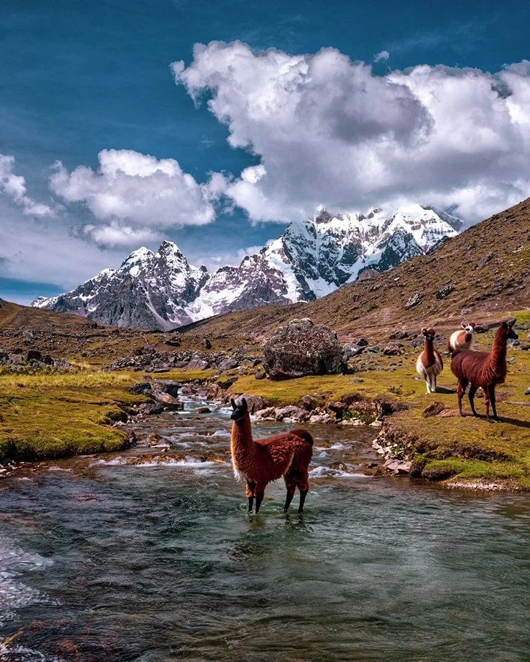 Four llamas standing in a mountain stream with snow-capped peaks and blue skies in the background.