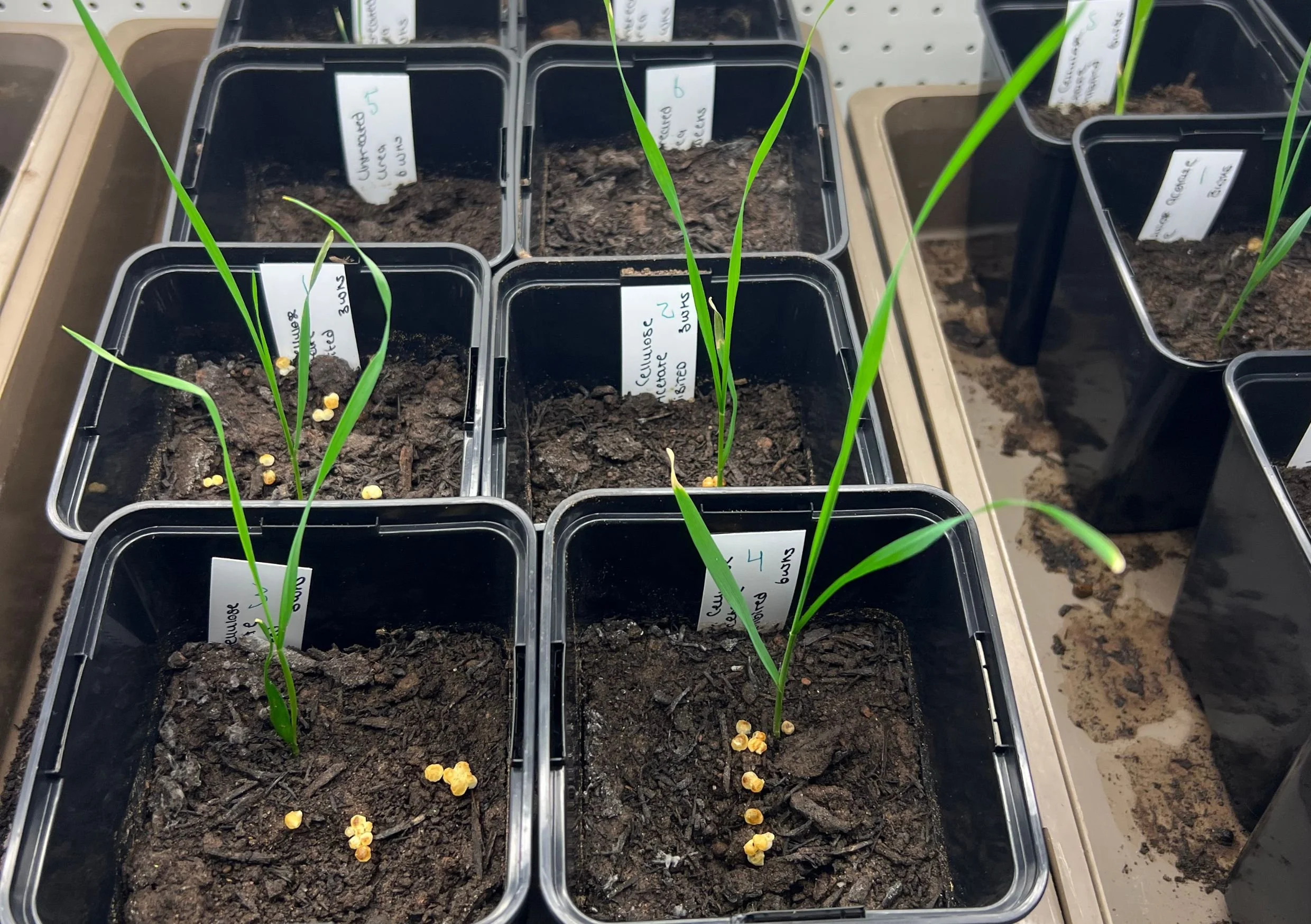 Untitled design (9).jpg