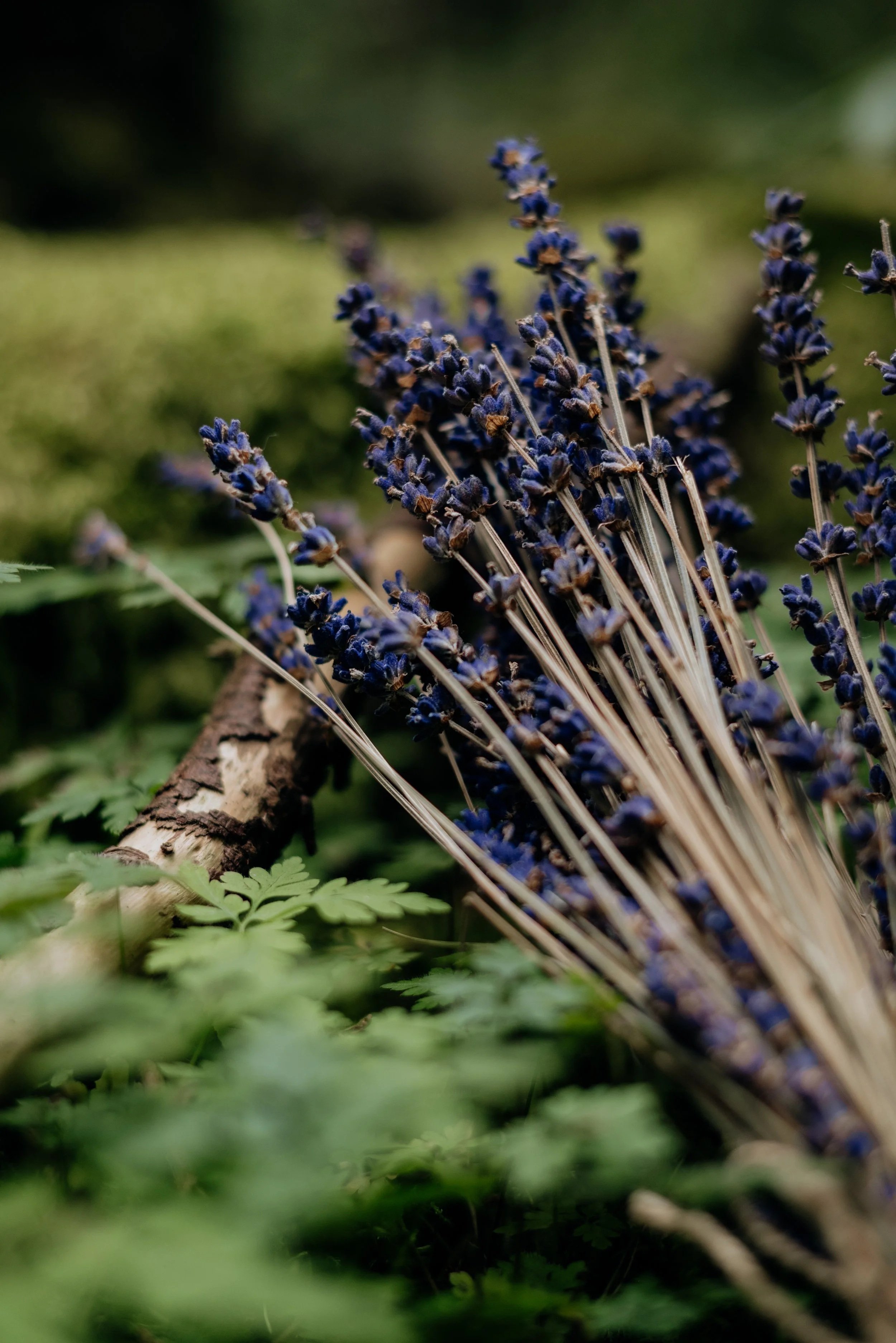A bunch of dried lavender flowers lying on the ground among green leaves and a small piece of wood.