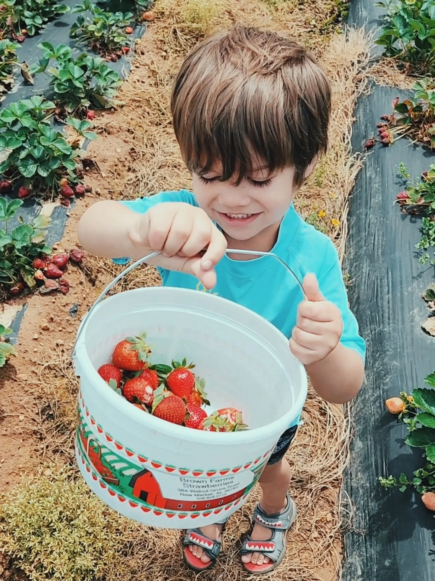🍓 Sweet summertime in Huntsville 🍓
Spent the day picking the juiciest strawberries at Brown&rsquo;s Farm &amp; honestly&hellip; We couldn't decide if the strawberries or free tractor ride was more fun! 🚜

Nothing beats fresh berries, muddy boots, 