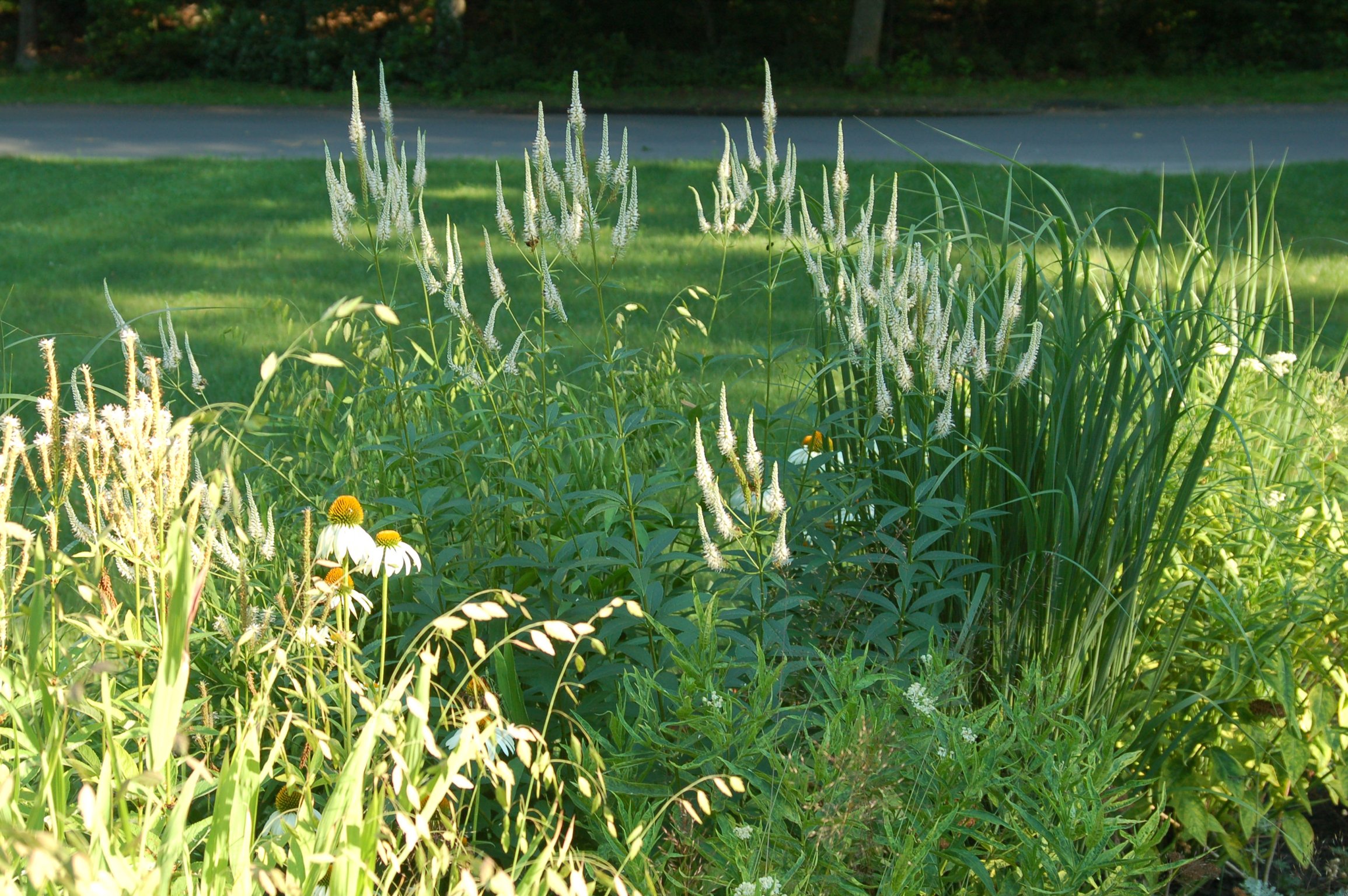 Perennial bed in flower.jpg