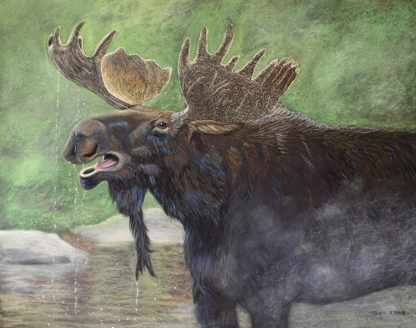 Moose Morning Drink - Original and prints available