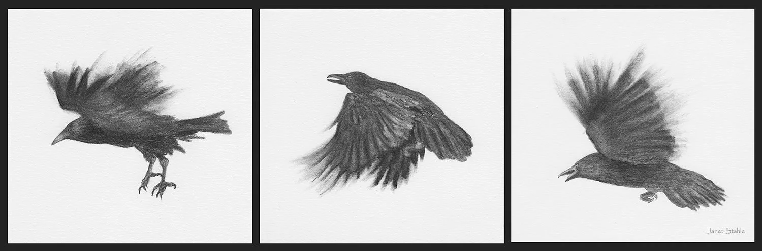Ravens Flight Triptych - Original sold, prints available