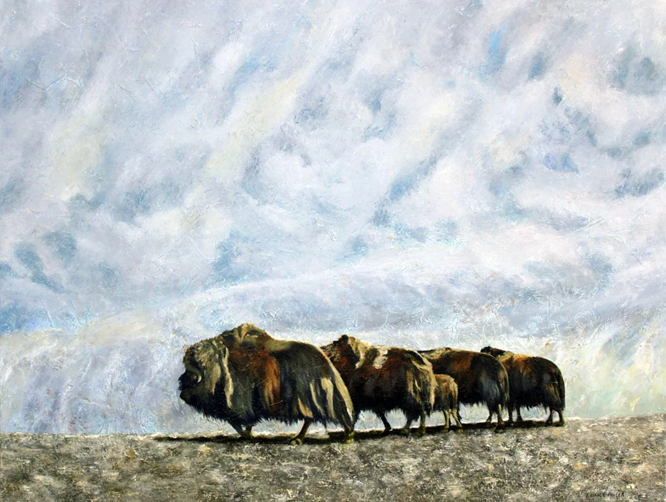 Muskox - Original sold, prints available