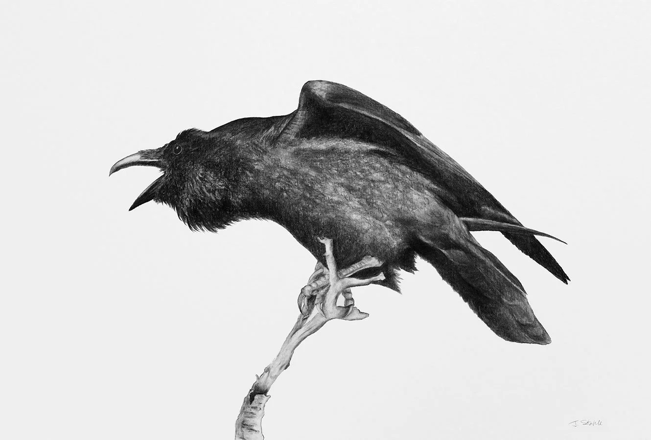 Raven Charcoal - Original and prints available