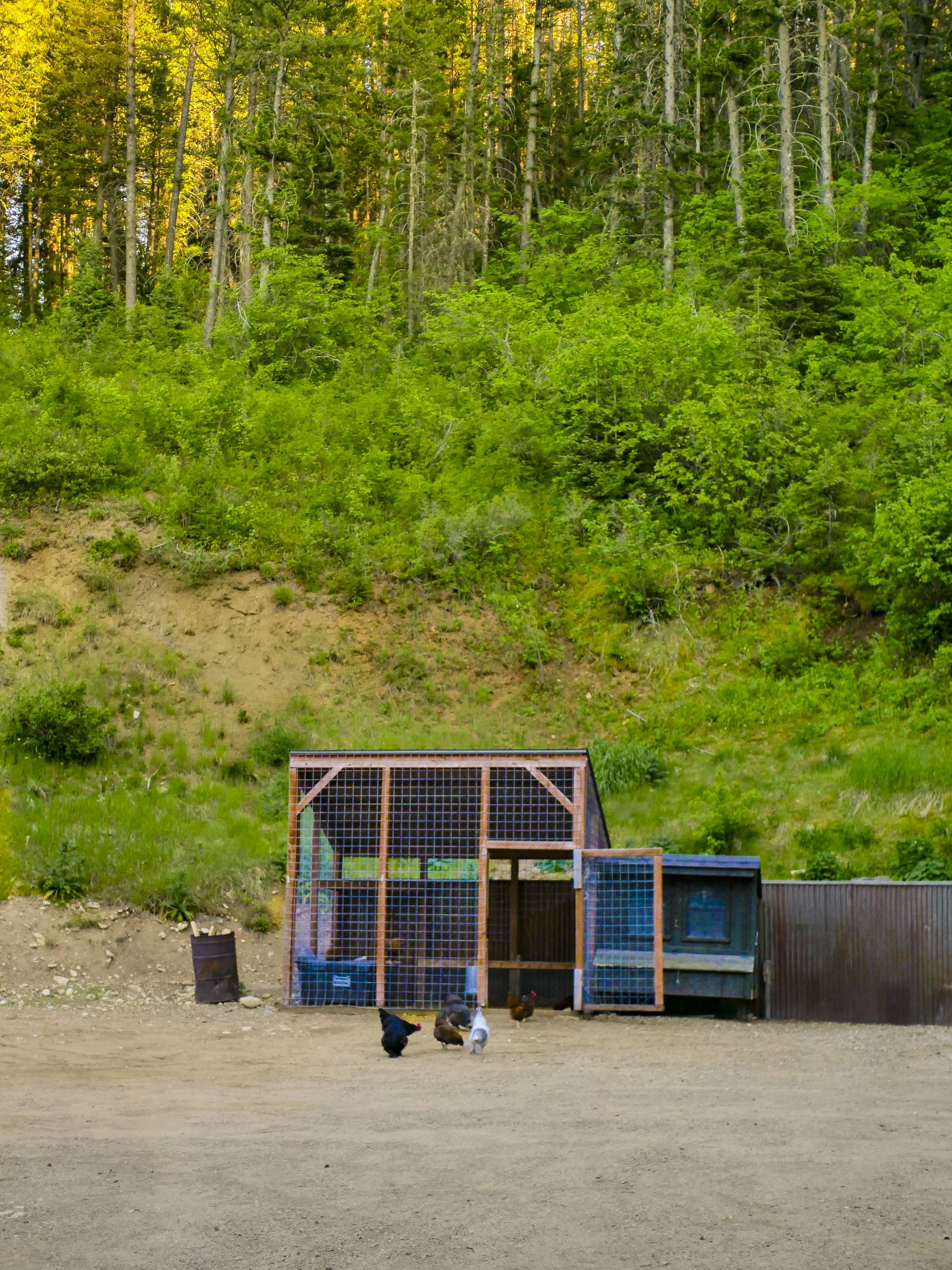 P1011813chickencoop_1chickens2.jpg