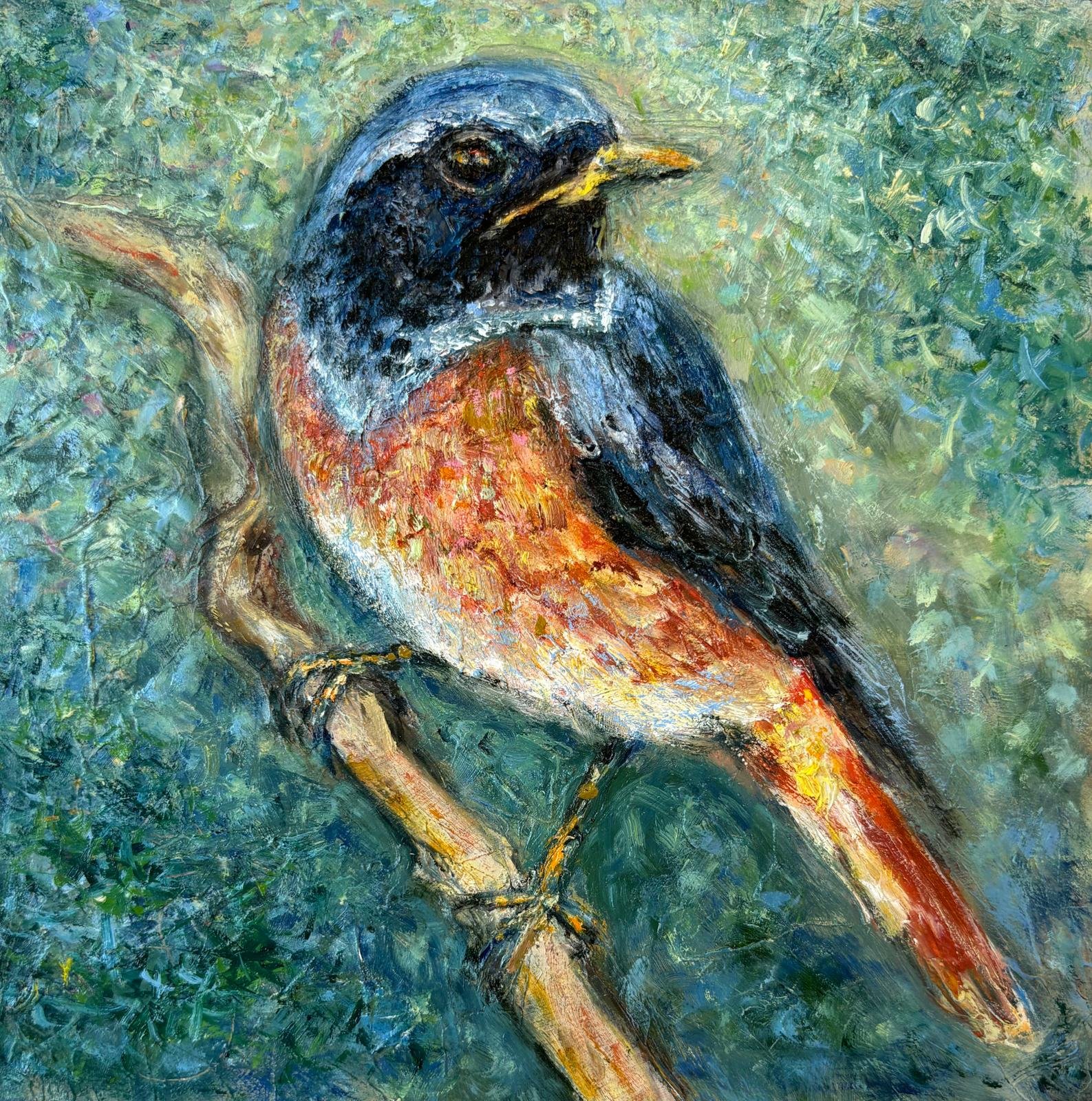 Common Redstart