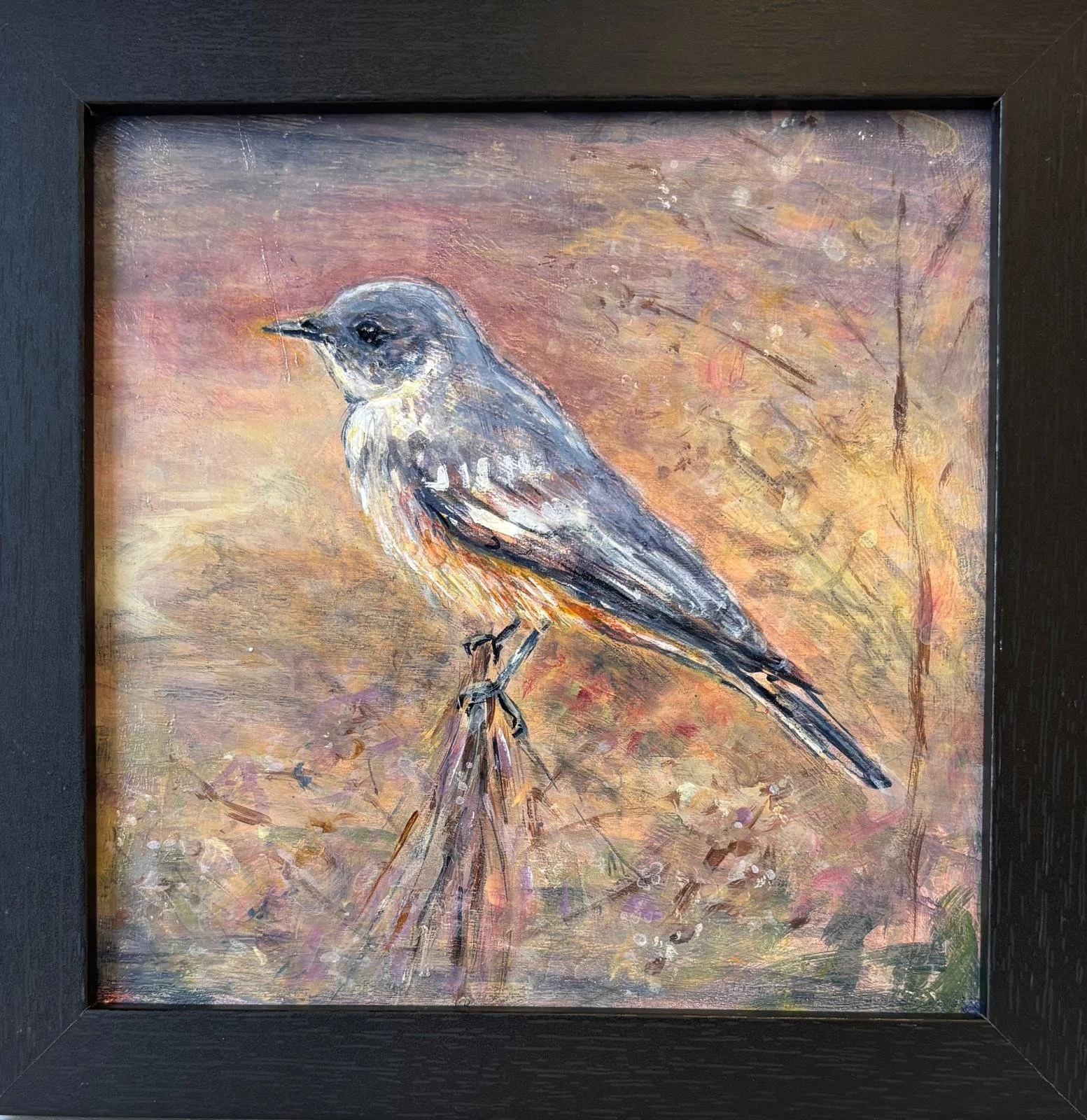 Say's Phoebe Perched