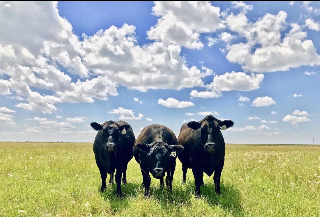 Three black cows standing in an open grassy field under a partly cloudy blue sky.