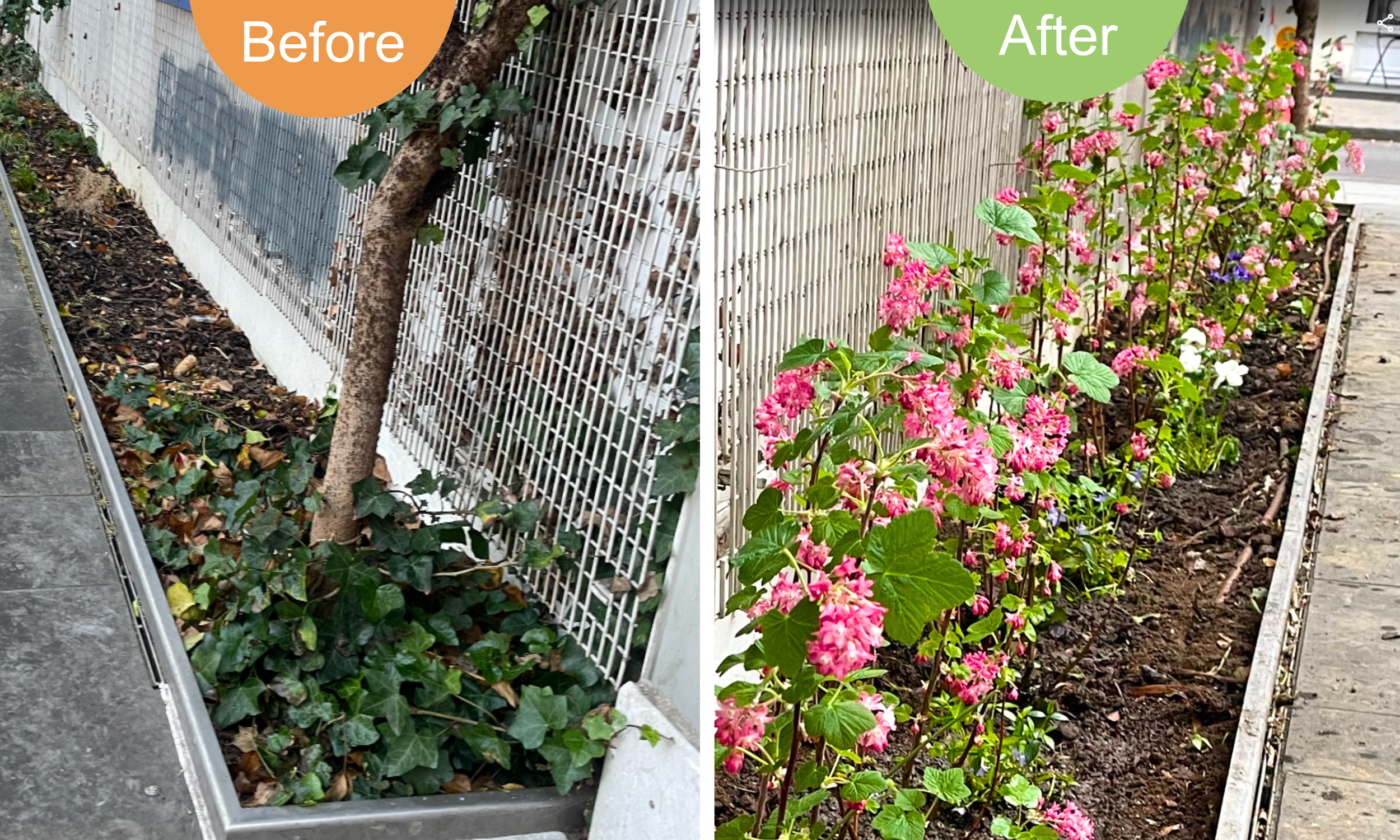 The parklet planting will attract bees and butterflies and feed the birds.