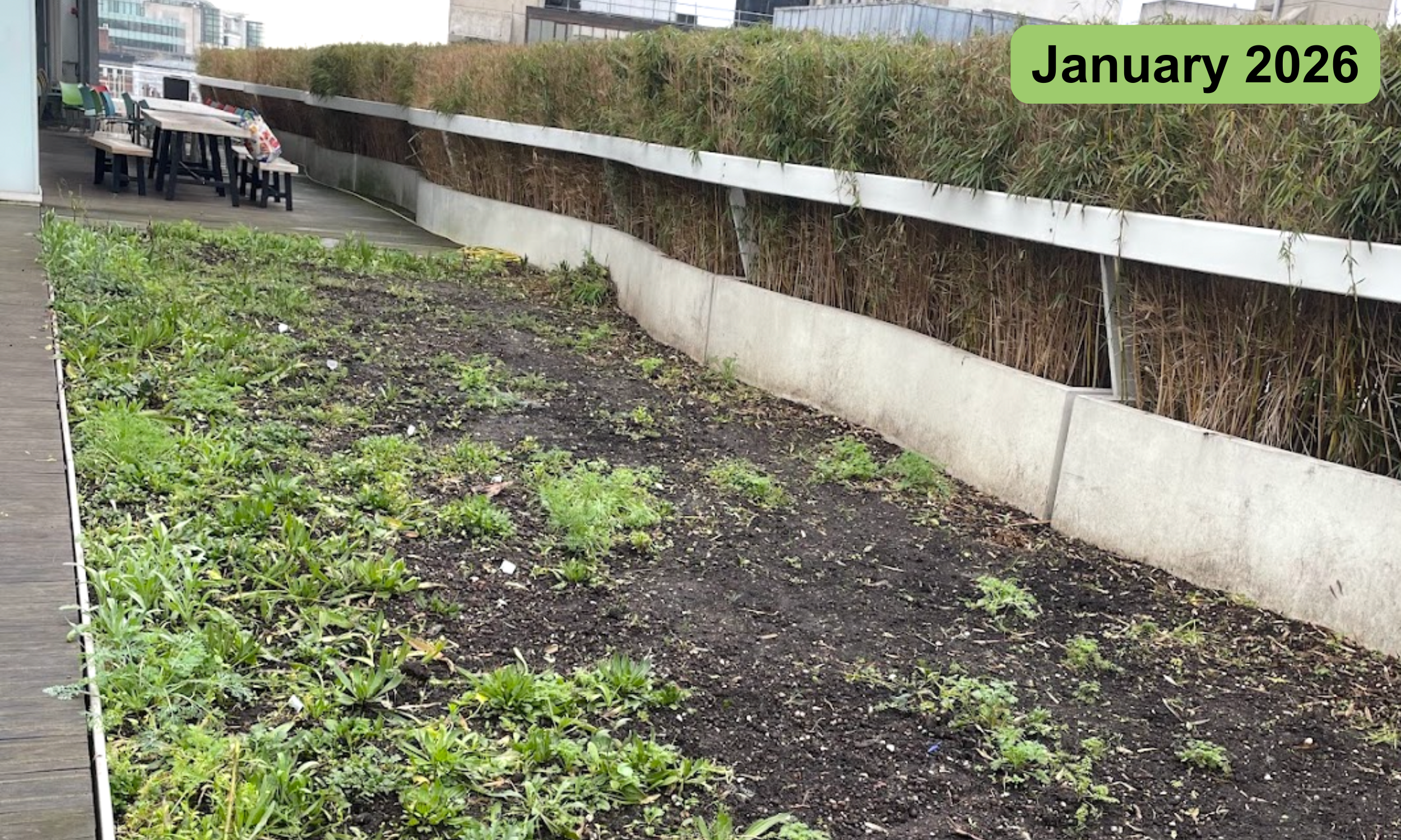 In January, the ox-eye daisies and grasses were moved to the front of the bed, making space for architectural plants to be added later in the year.