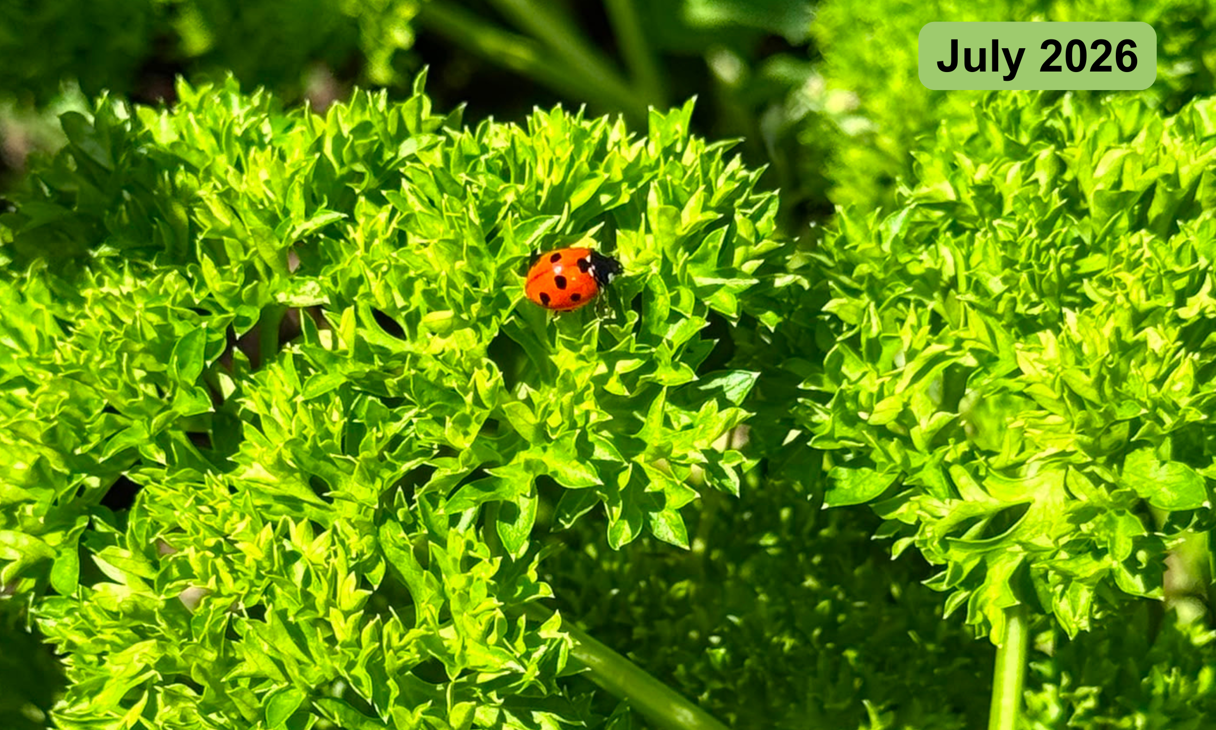 A 7-spot ladybird enjoying some curly-leaf parsley in the herb garden. They are our best friend as they eat insects that love to nibble on garden plants!