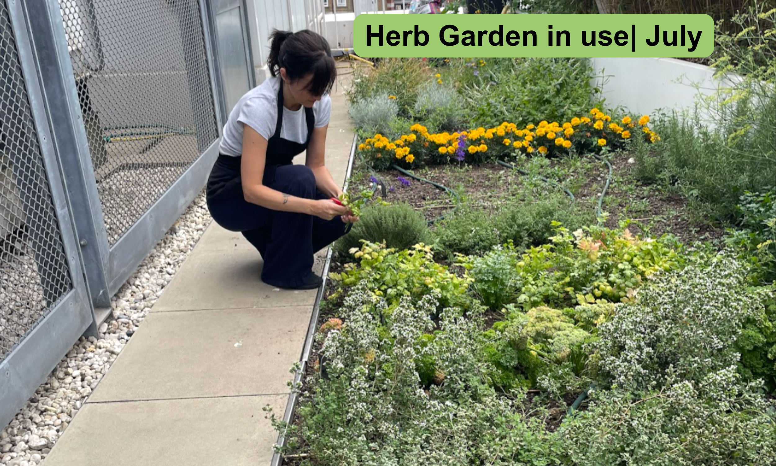 Herbs are picked daily by one of the catering team to be add to the lunchtime menu dishes. 