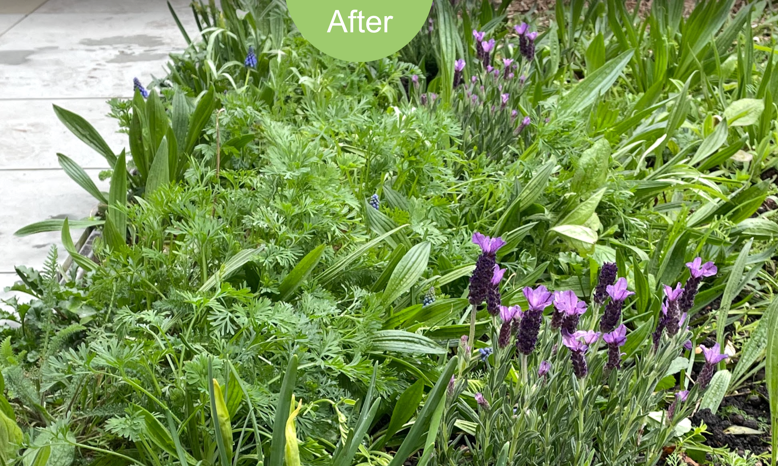 The new planting is sensory to improve employee wellbeing.