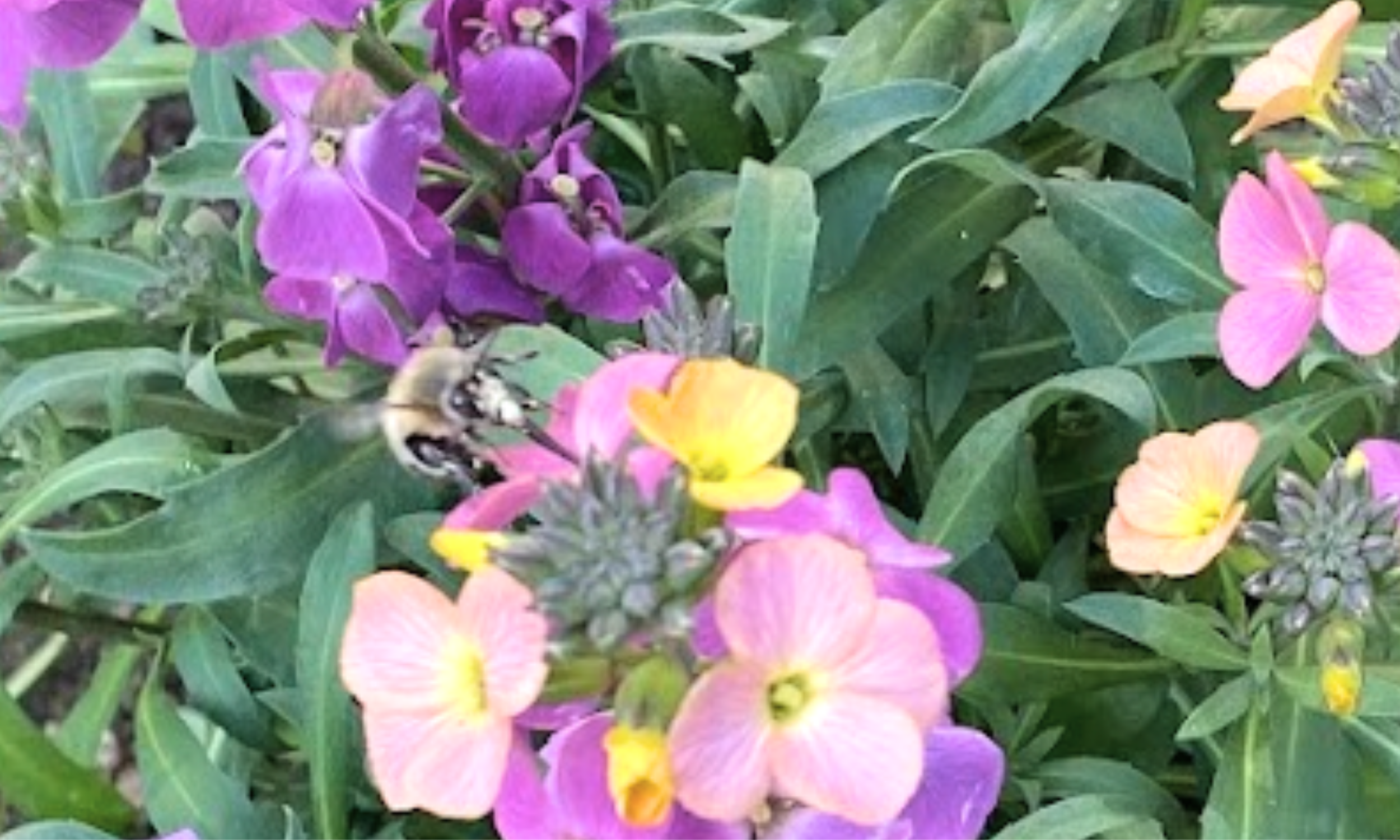 We plant, they arrive. A bee enjoys an early season feed in March.