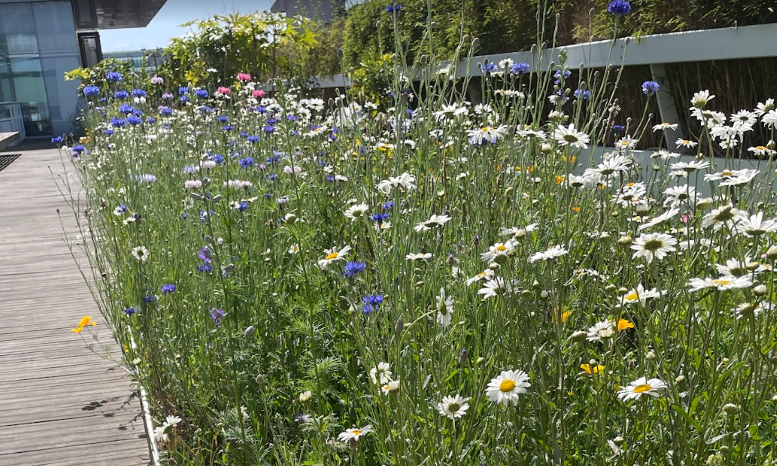 Corporate Sensory Garden 2, May 2026.png
