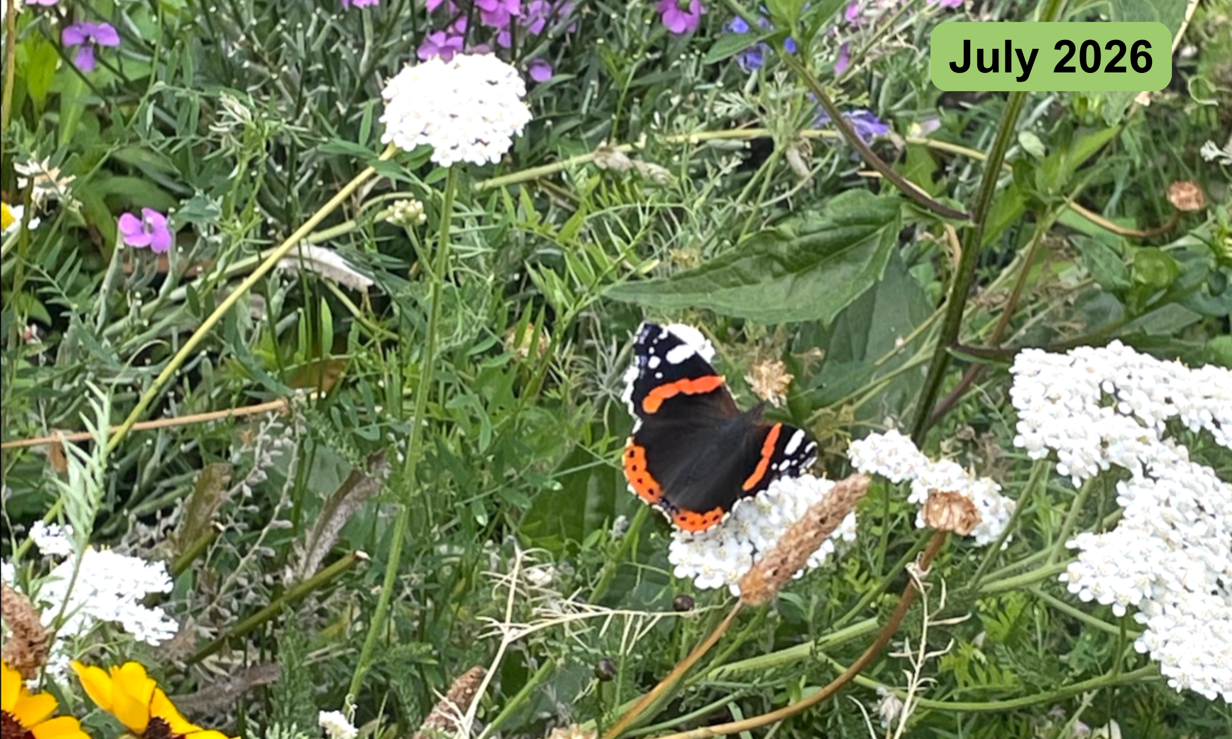A red admiral visits the gardens. This is living proof that we have created a healthy local habitat, full of nectar flowers.