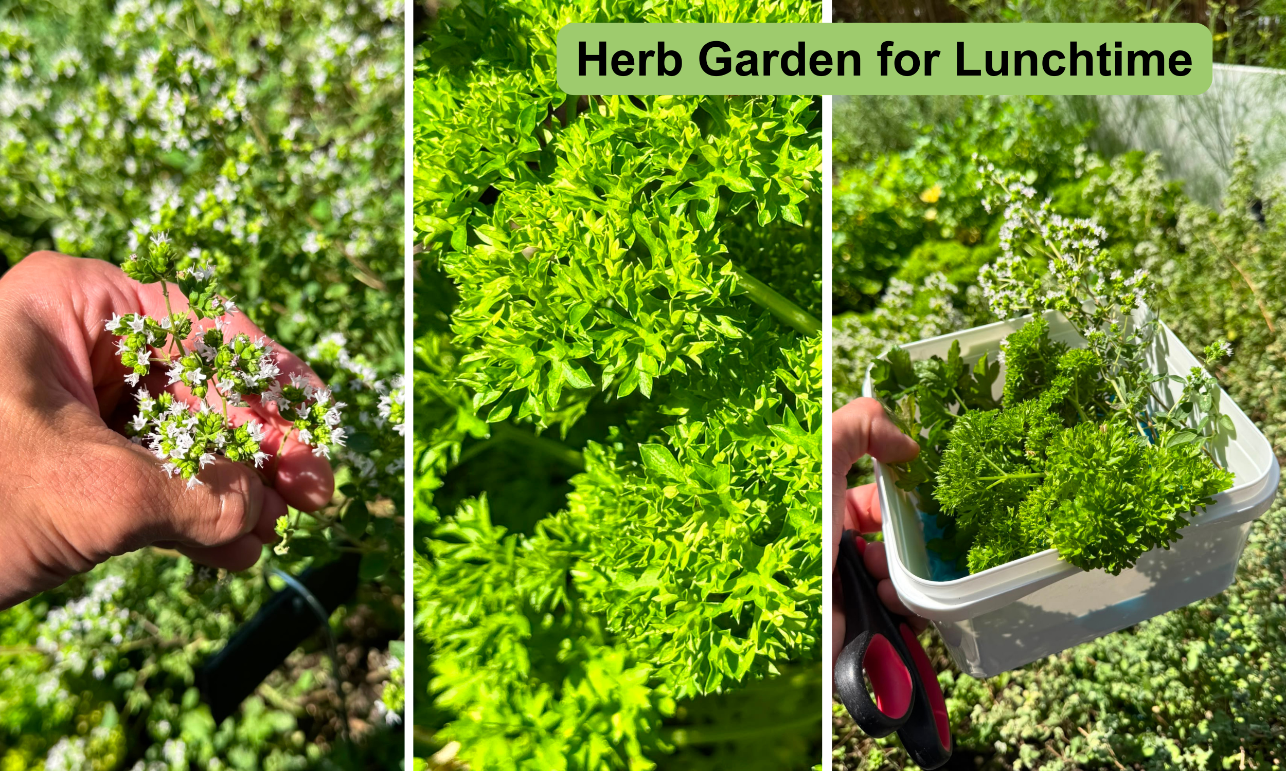 The chef picks sage and curly leaf parsley for a lunchtime salad which is served in the restaurant for employees.