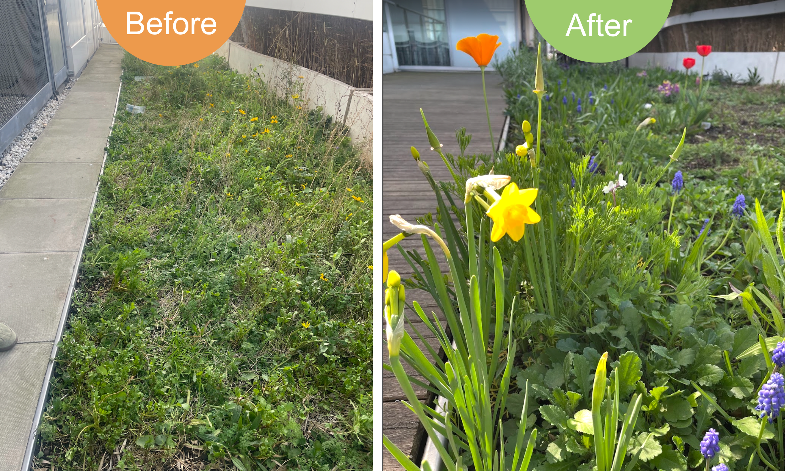 From March, newly planted bulbs start to appear.