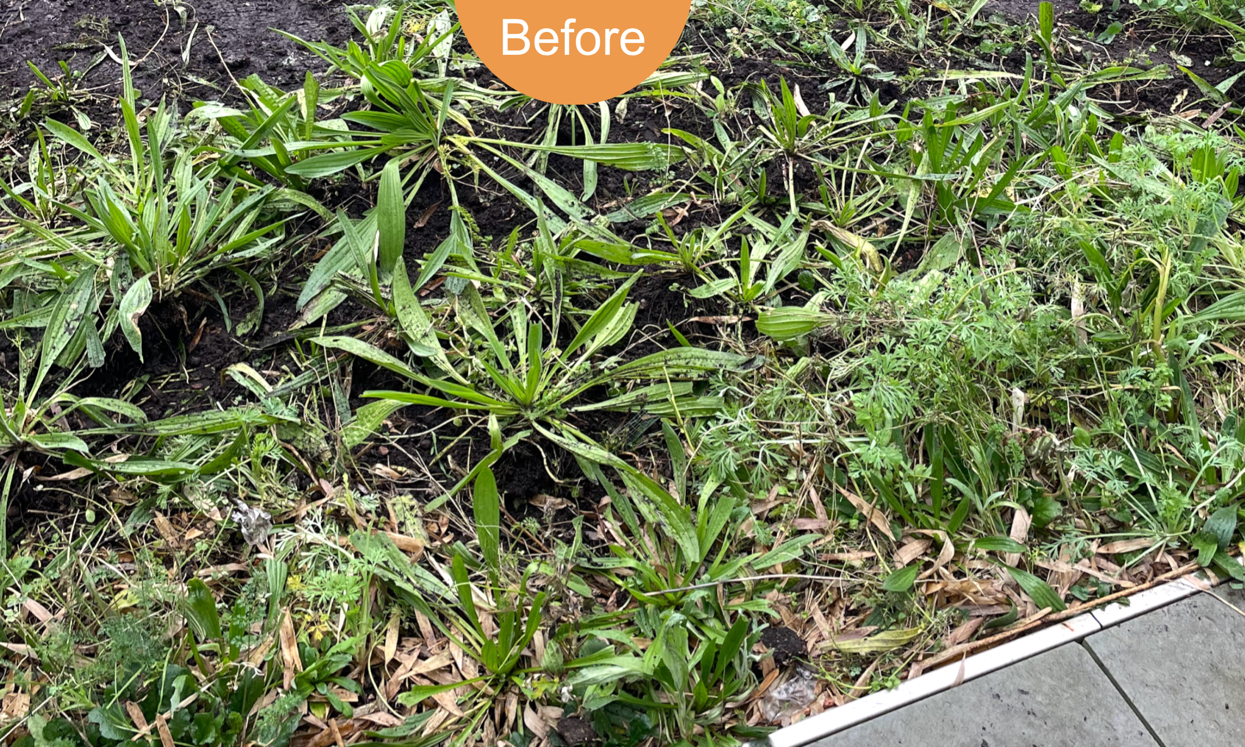 The previous planting used wildflower seeds, so little structure.