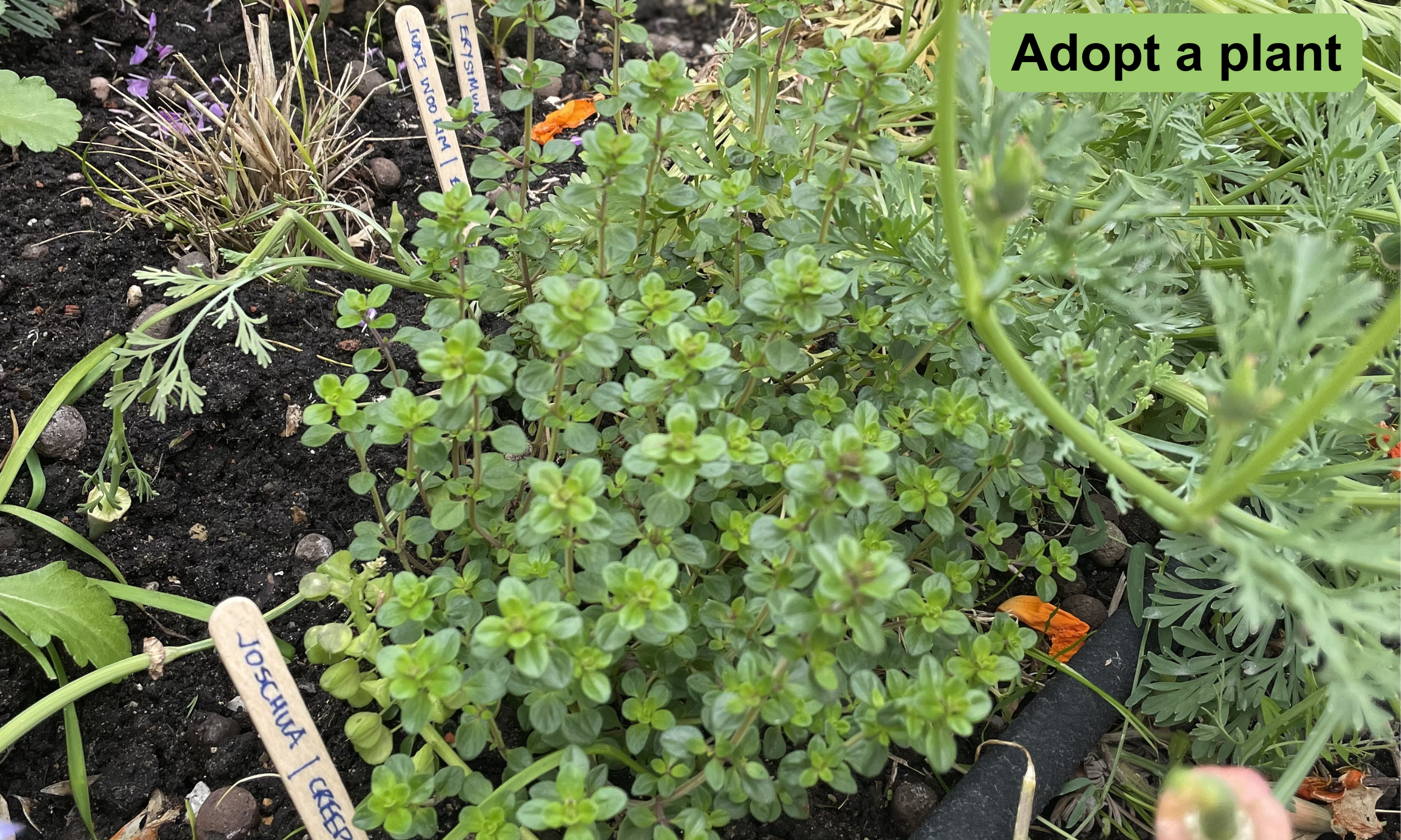 Adopting a plant taps into our natural connection to nature. It fosters a sense of personal ownership and gives a reason to visit the garden and focus on something specific. 