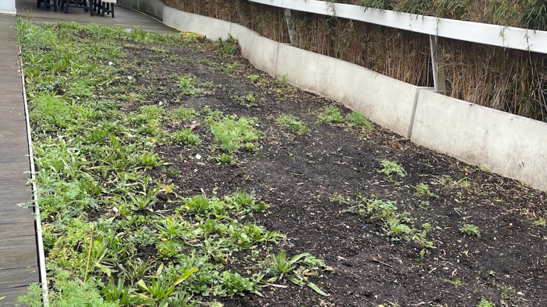 Corporate Planting, Sainsbury Wellcome Centre.png