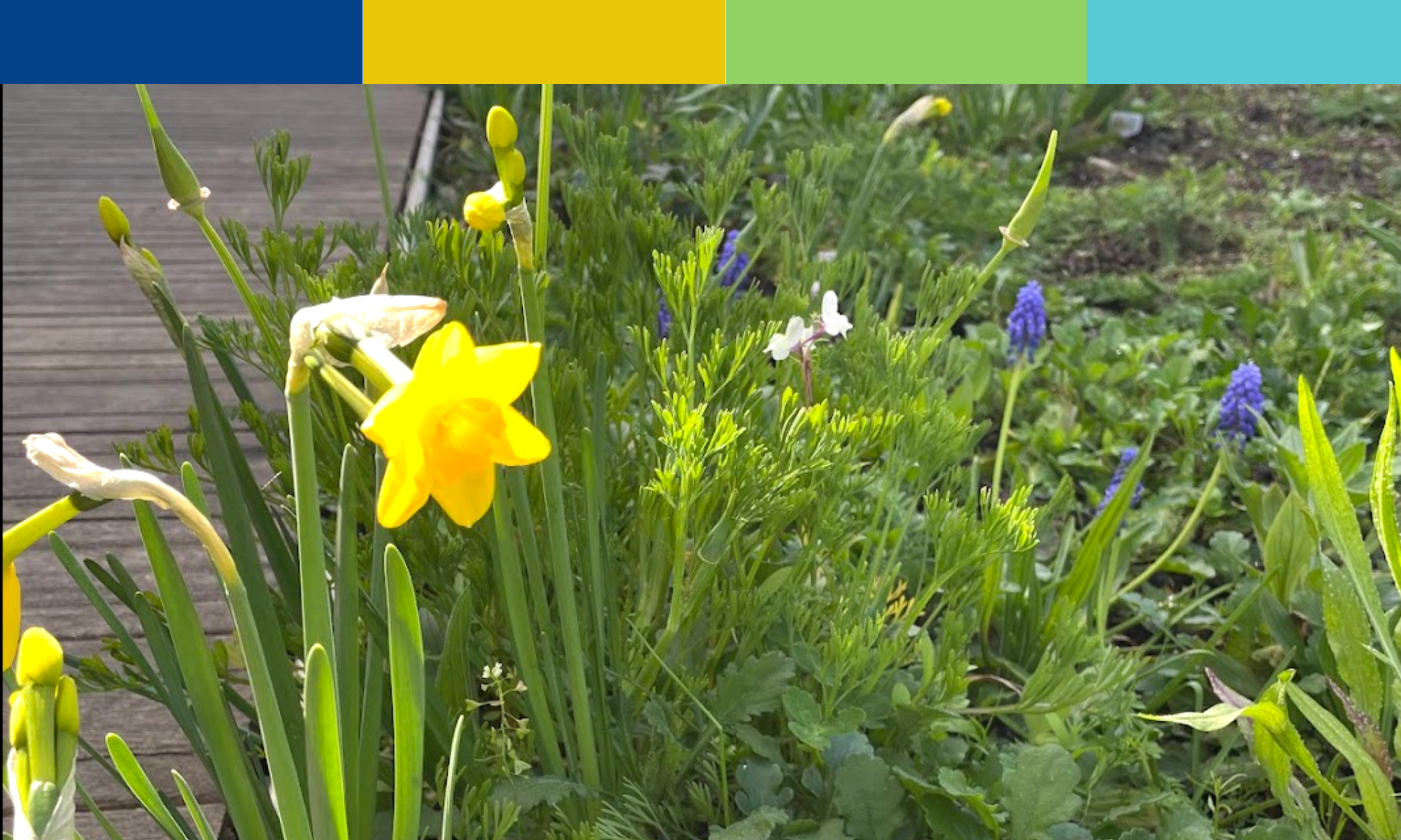 Overlaying brand colours where possible into the planting scheme.