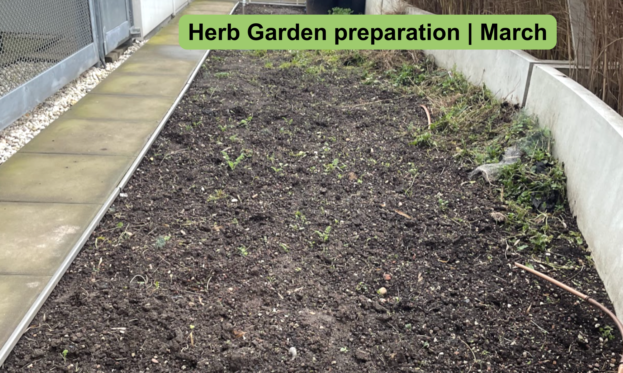 Preparation of the bed where the herbs will be planted. They will be planted in lines so they are easy to identify and pick daily by the catering team.