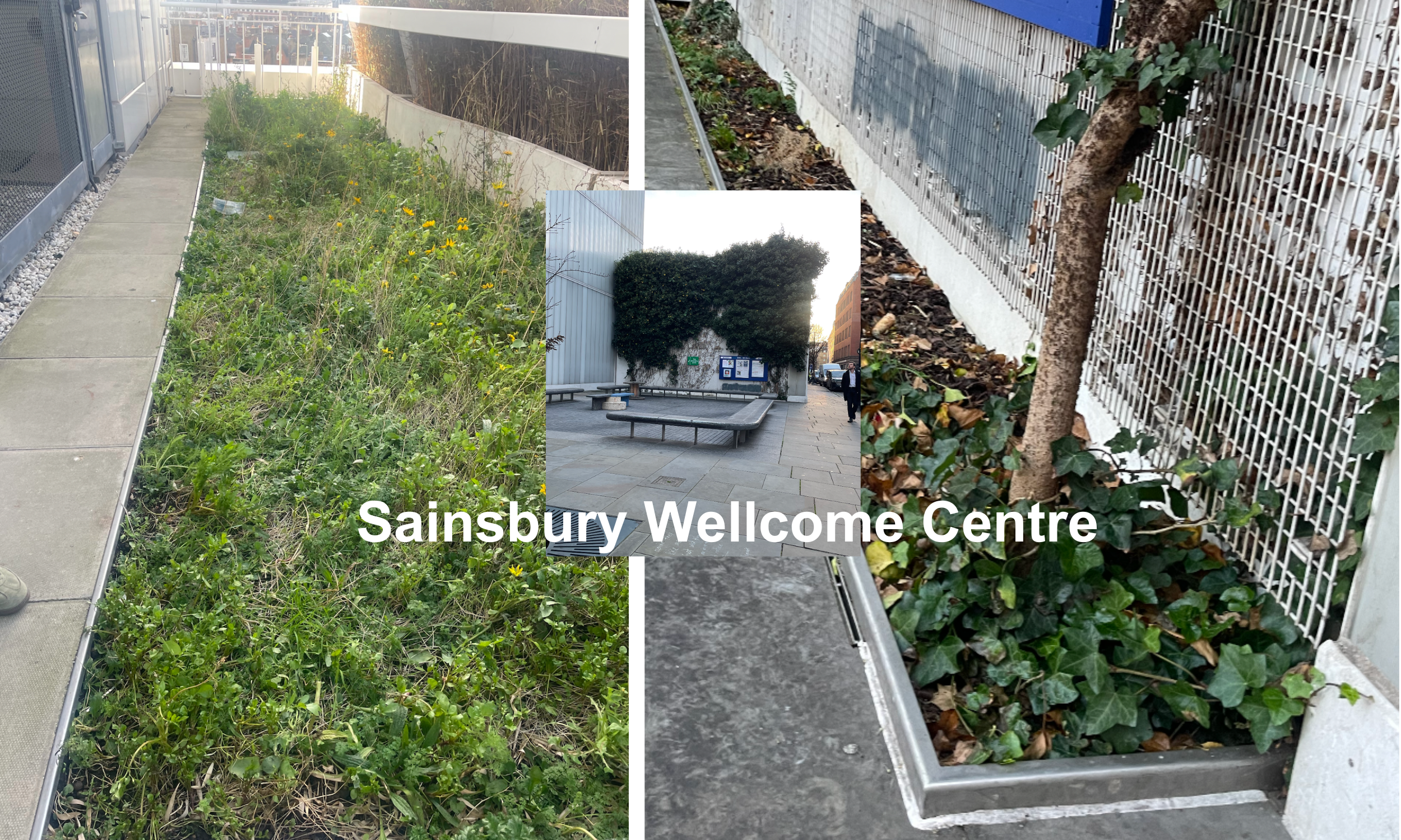 Redesign four roof terrace gardens and the public parklet.