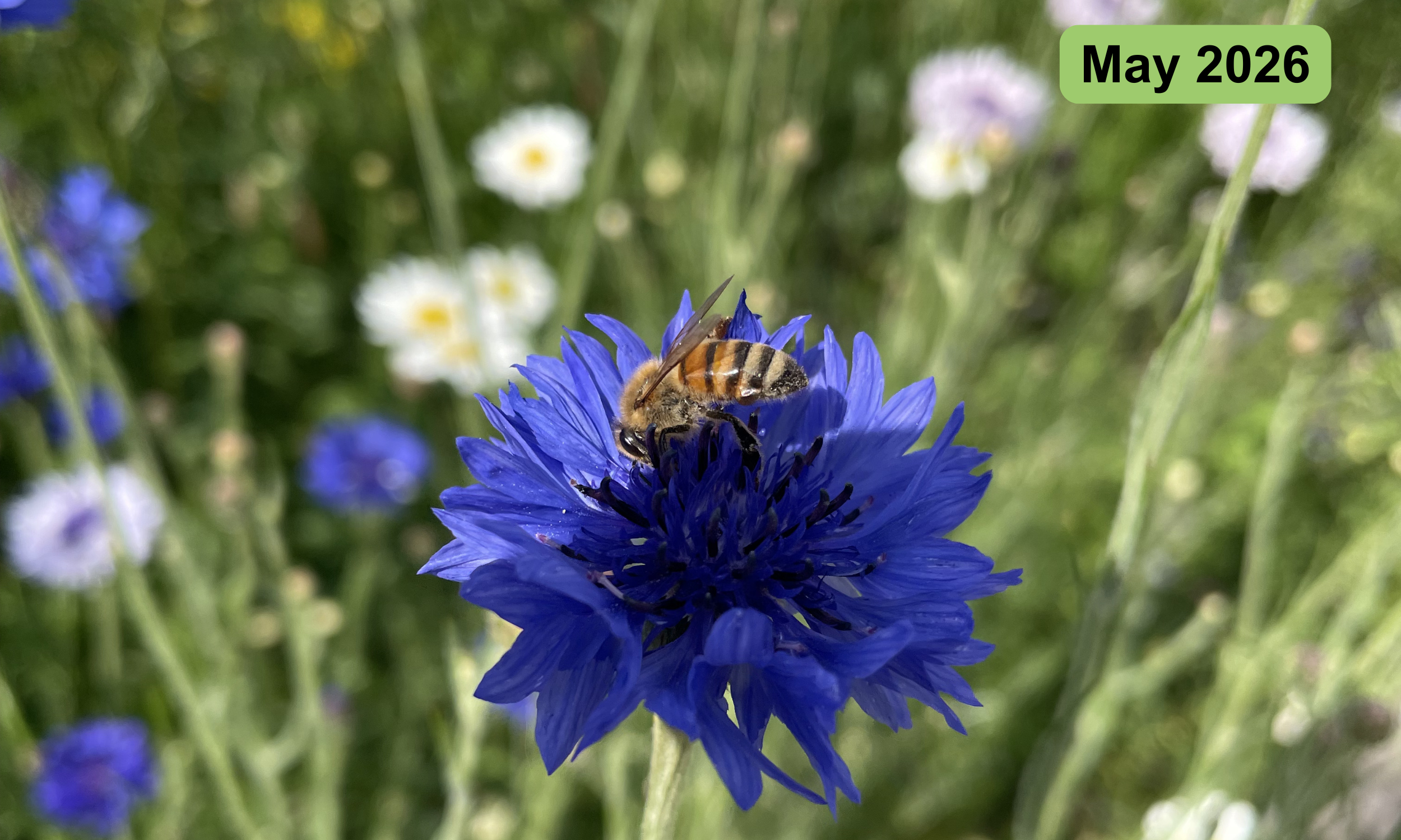 An early bee enjoying an early feed in May on a cornflower.
