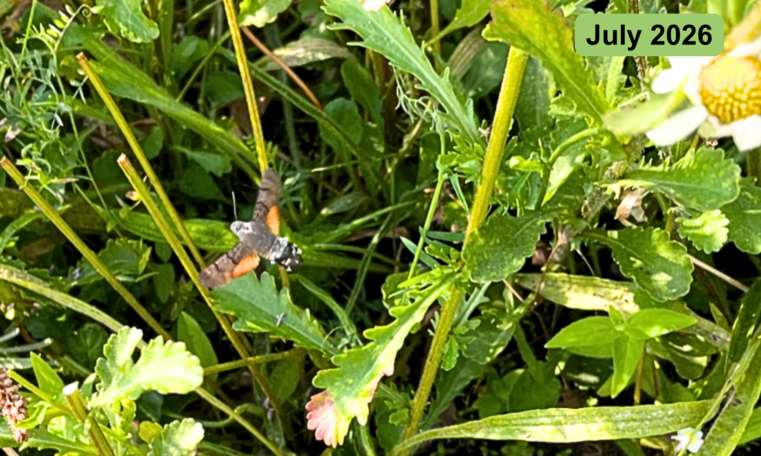A hummingbird hawk moth which migrates from south Europe. They feed on the nectar of tube-shaped flowers and this one loves our newly planted buddleia.