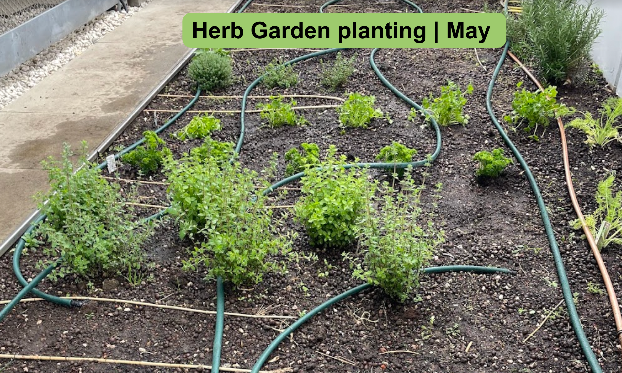 Planting starts with hardy herbs such as rosemary, sage, mint, thyme and oregano. Basil and fennel will be planted later. Also marigolds will be added, which are great for adding decorative colour to dishes. 