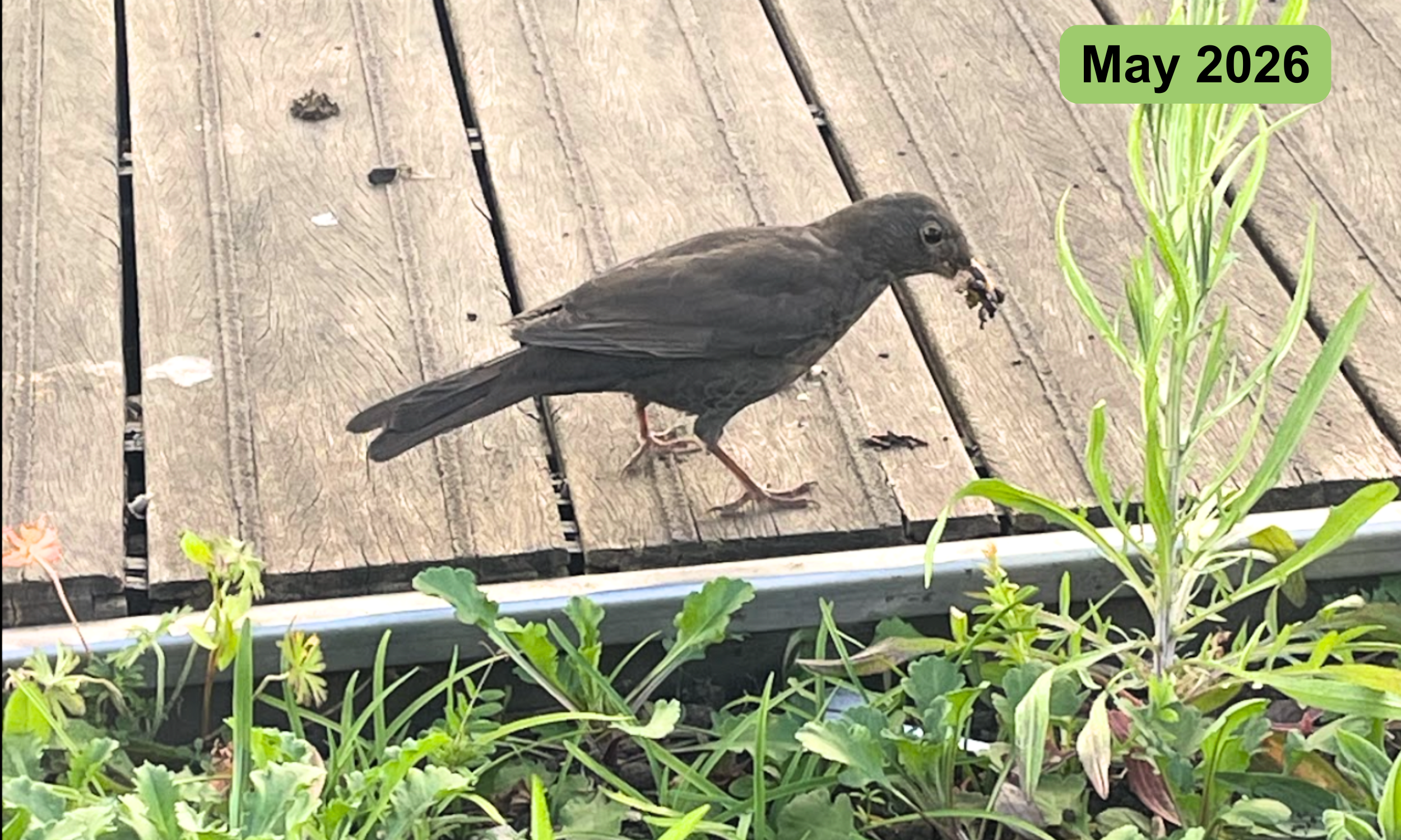 This little one never left my side throughout April and May. A female blackbird finding food to feed her little ones.