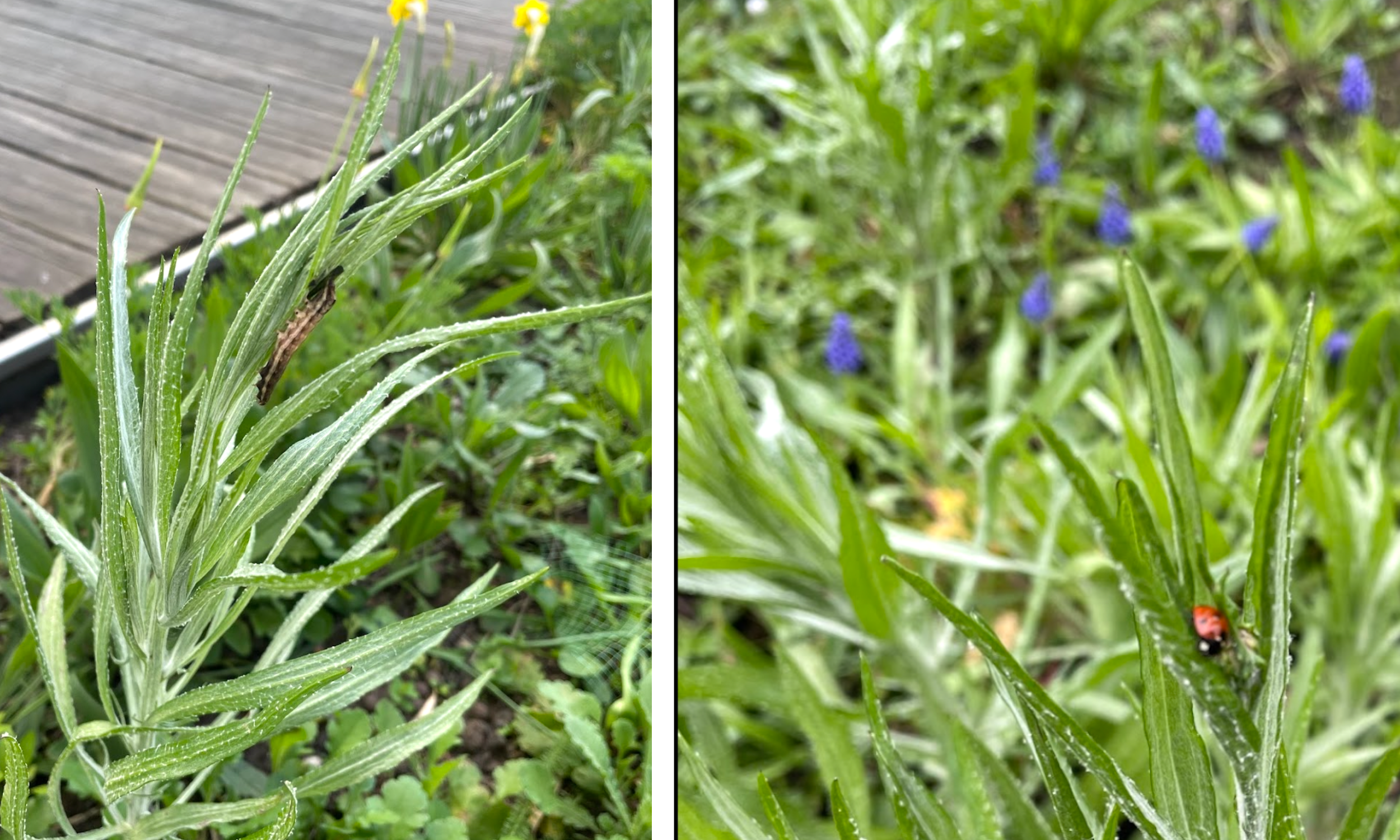 Plants have been selected to encourage bugs, insects and pollinators.