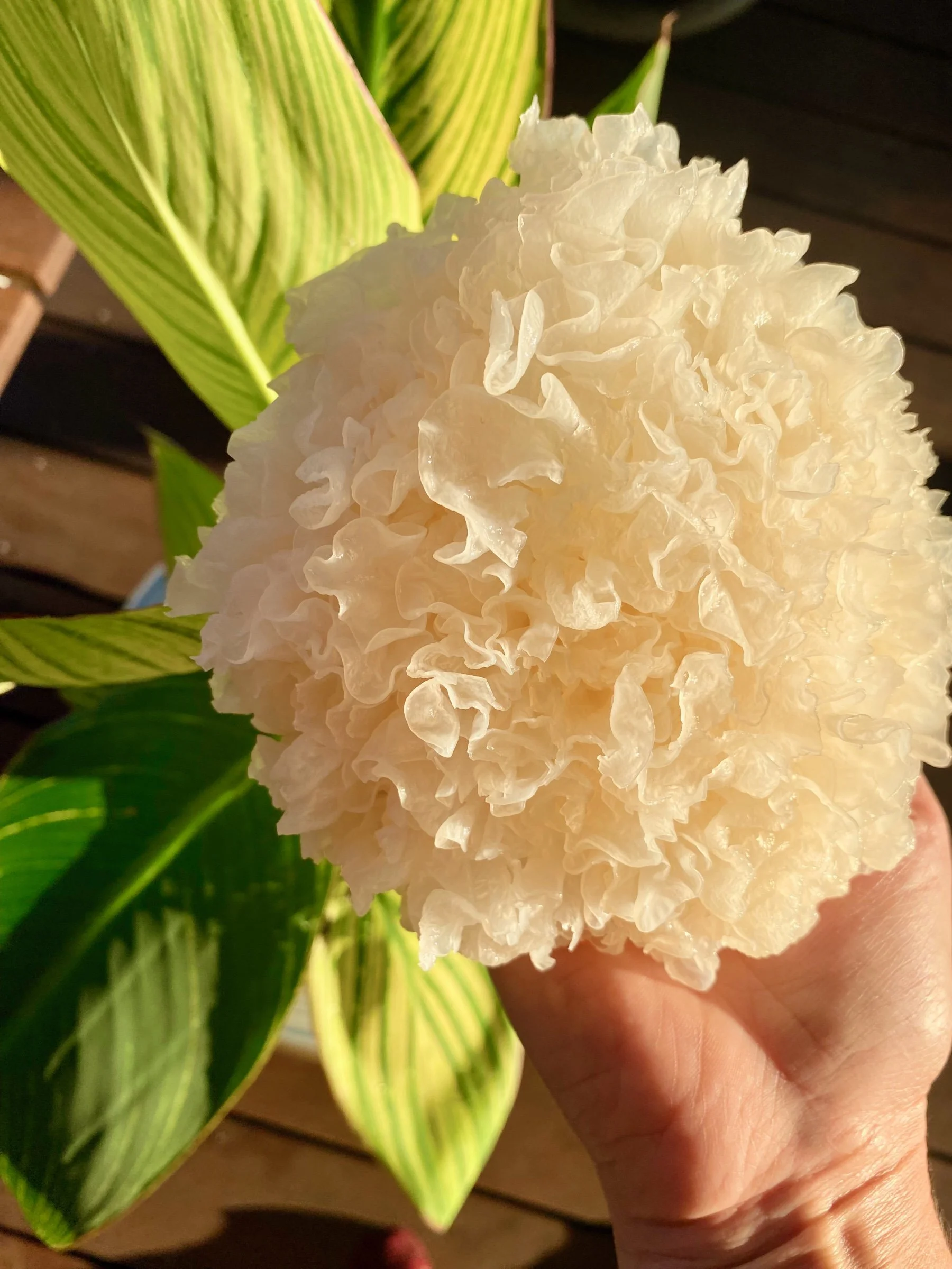 Natural skincare ingredients used in holistic facial treatments