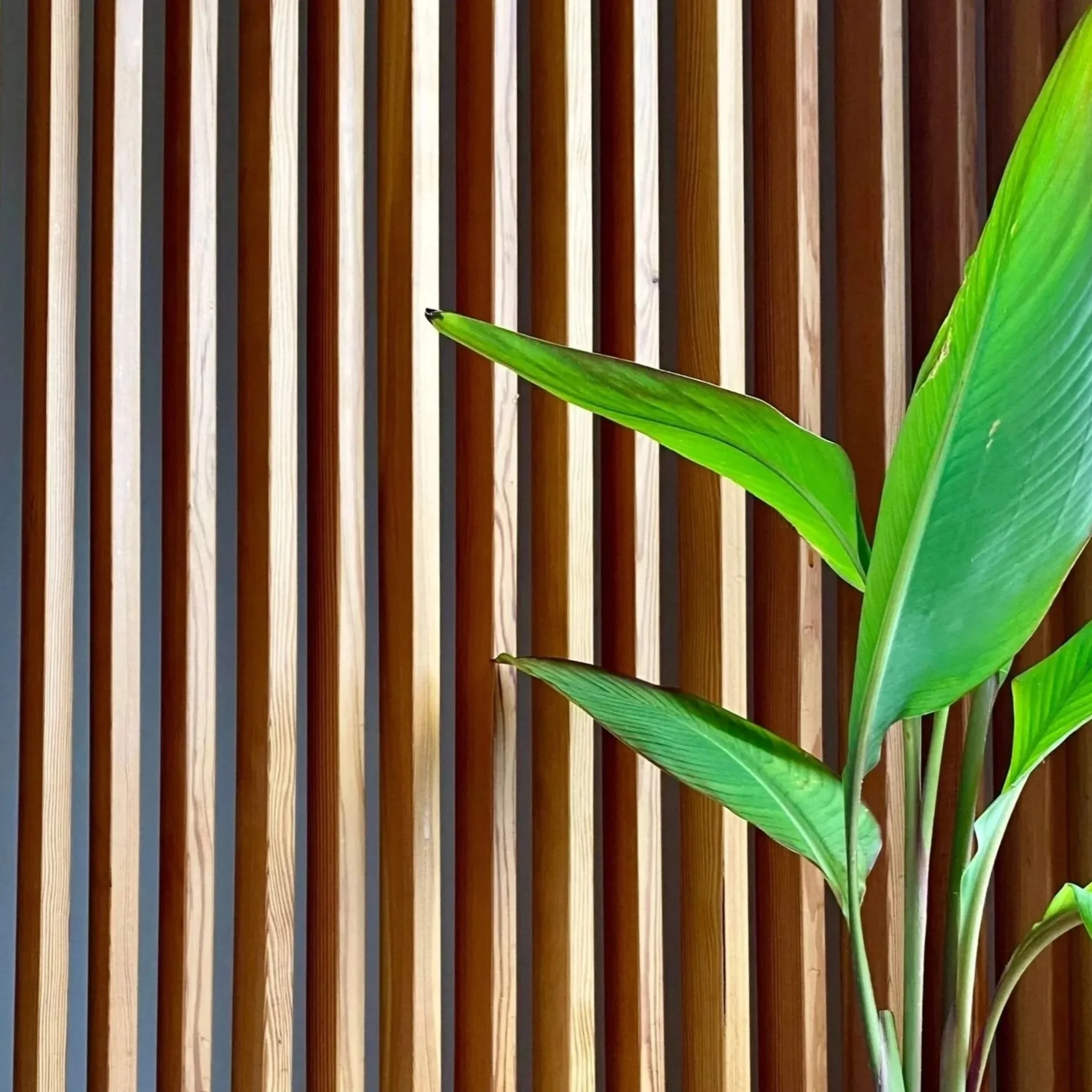 Green plant with large leaves in front of a wooden slat wall.