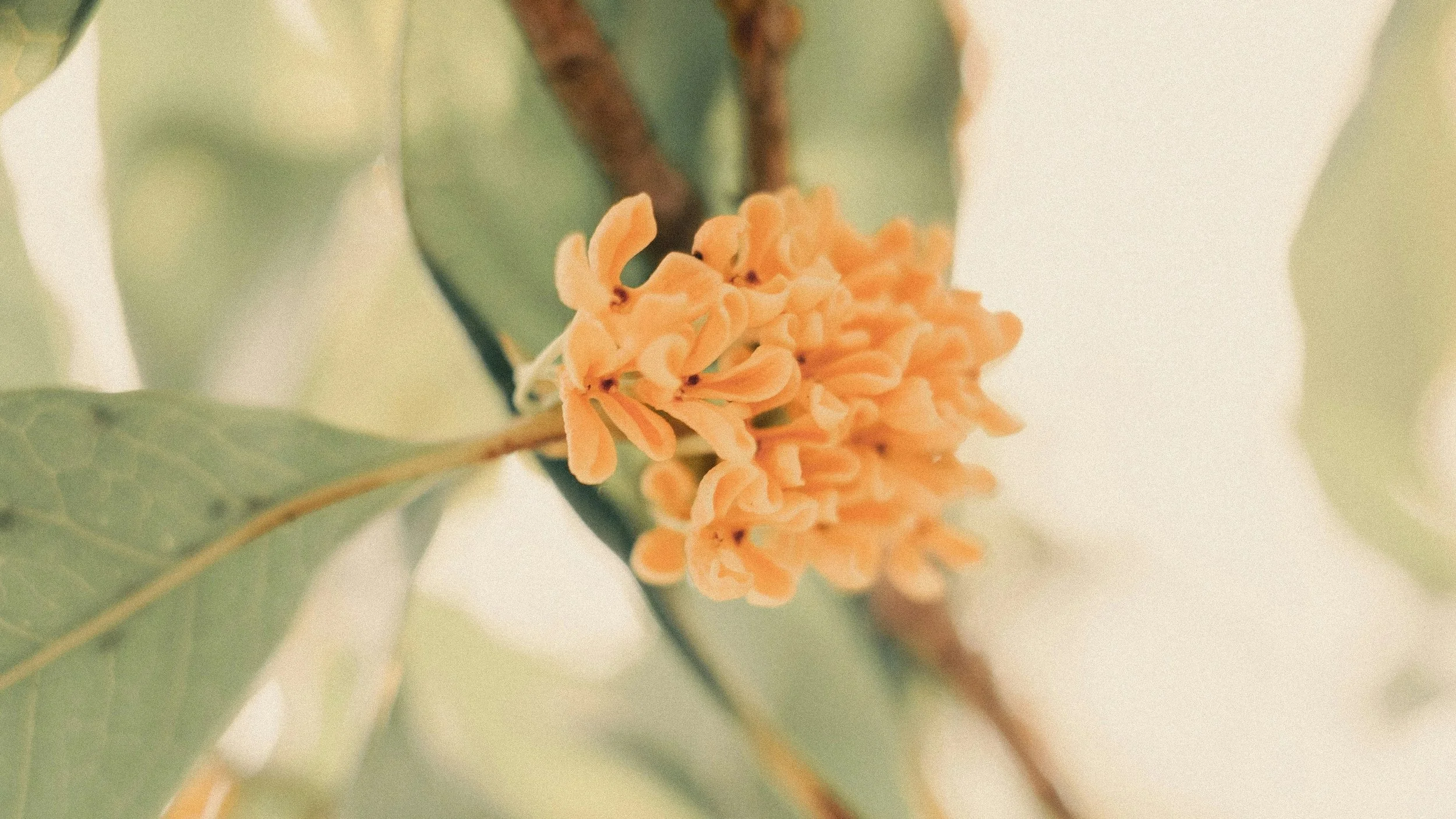 Close-up of a small, orange flower with thin, curly petals, surrounded by green leaves and stems.