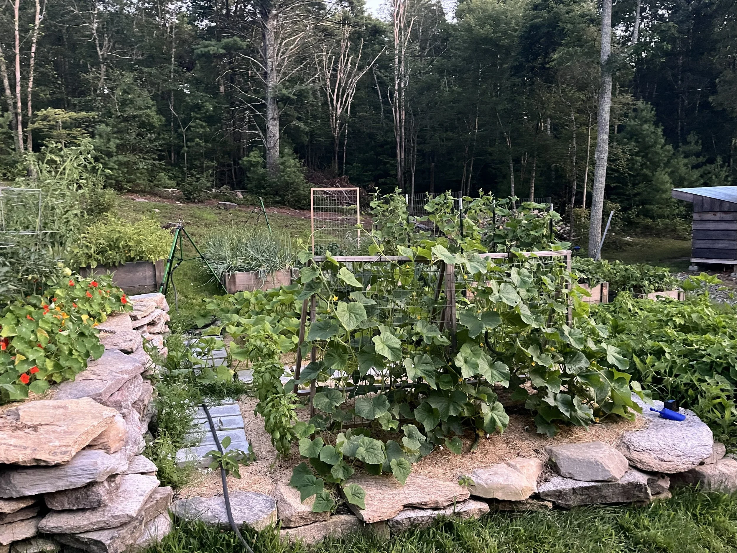 A garden with various plants, including climbing vines on a wooden trellis, bordered by a stone wall, in a rural area with trees and a wooden shed in the background.