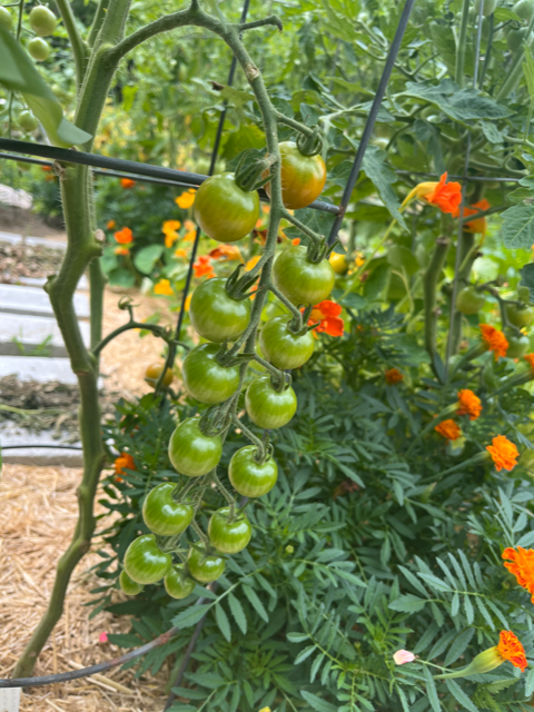 Green cherry tomatoes growing on a vine in a garden, with orange flowering plants nearby.