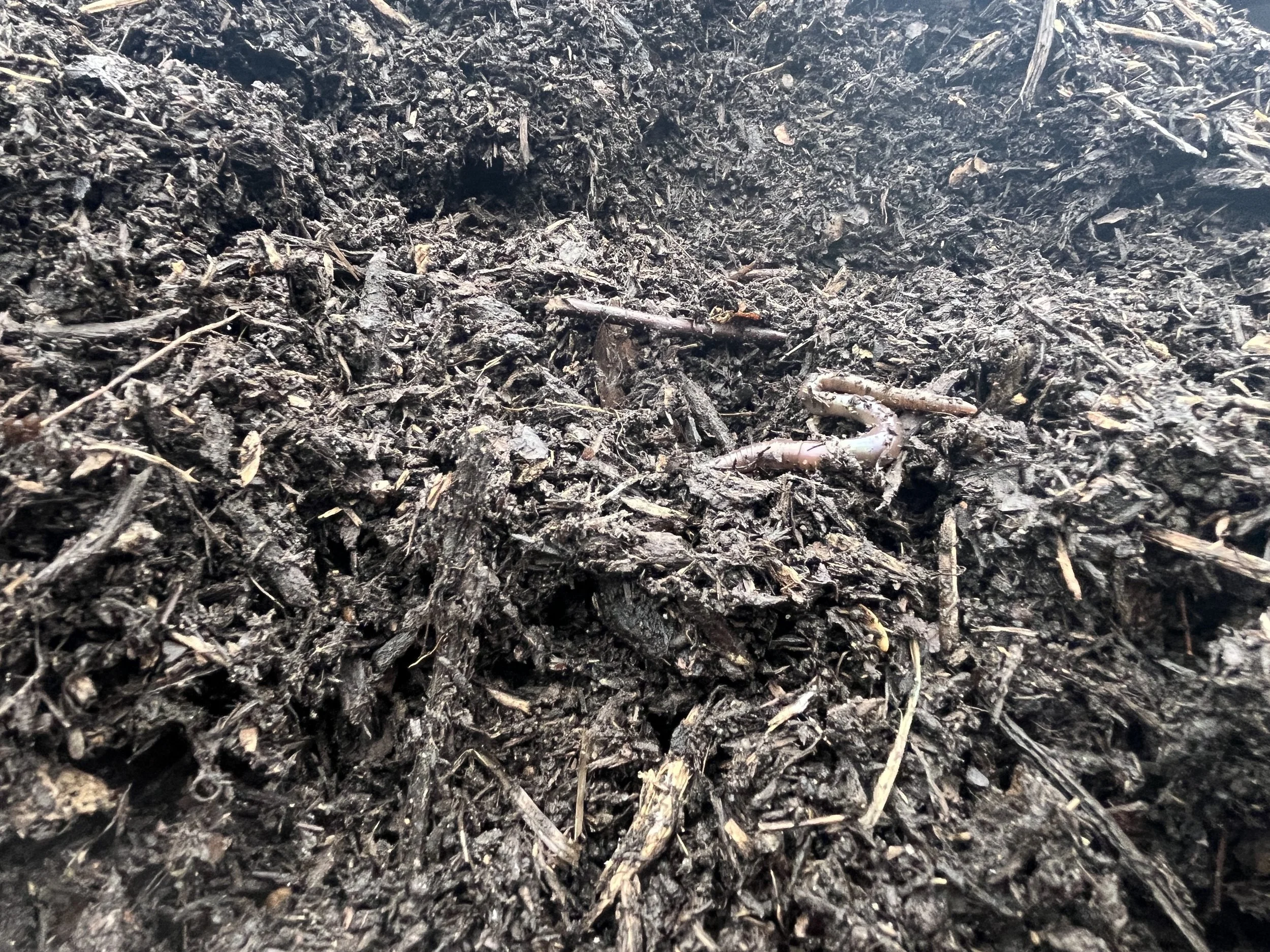 Close-up of dark, moist soil with small organic matter and a tiny worm.